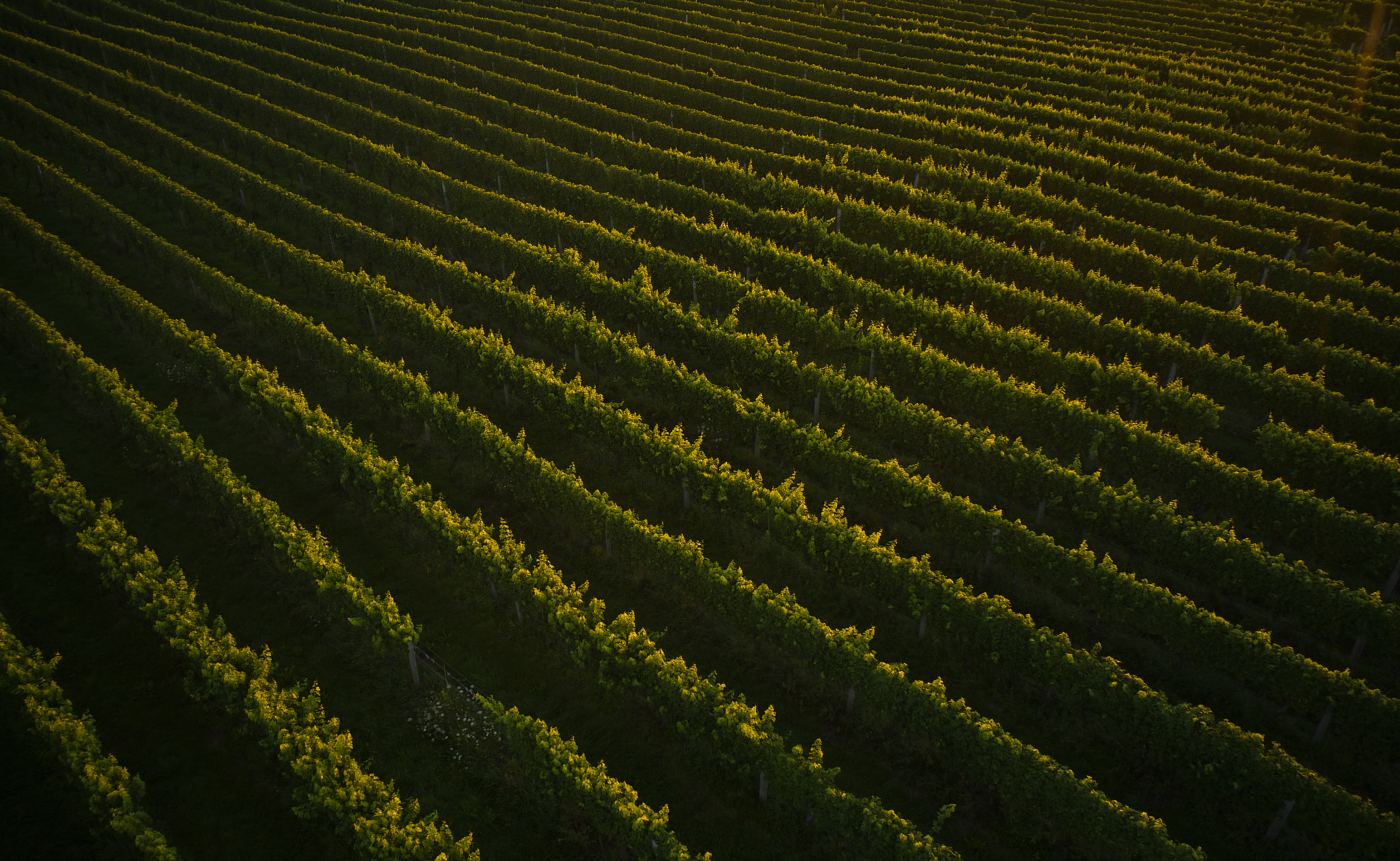 The Collective Force - Josh Griggs