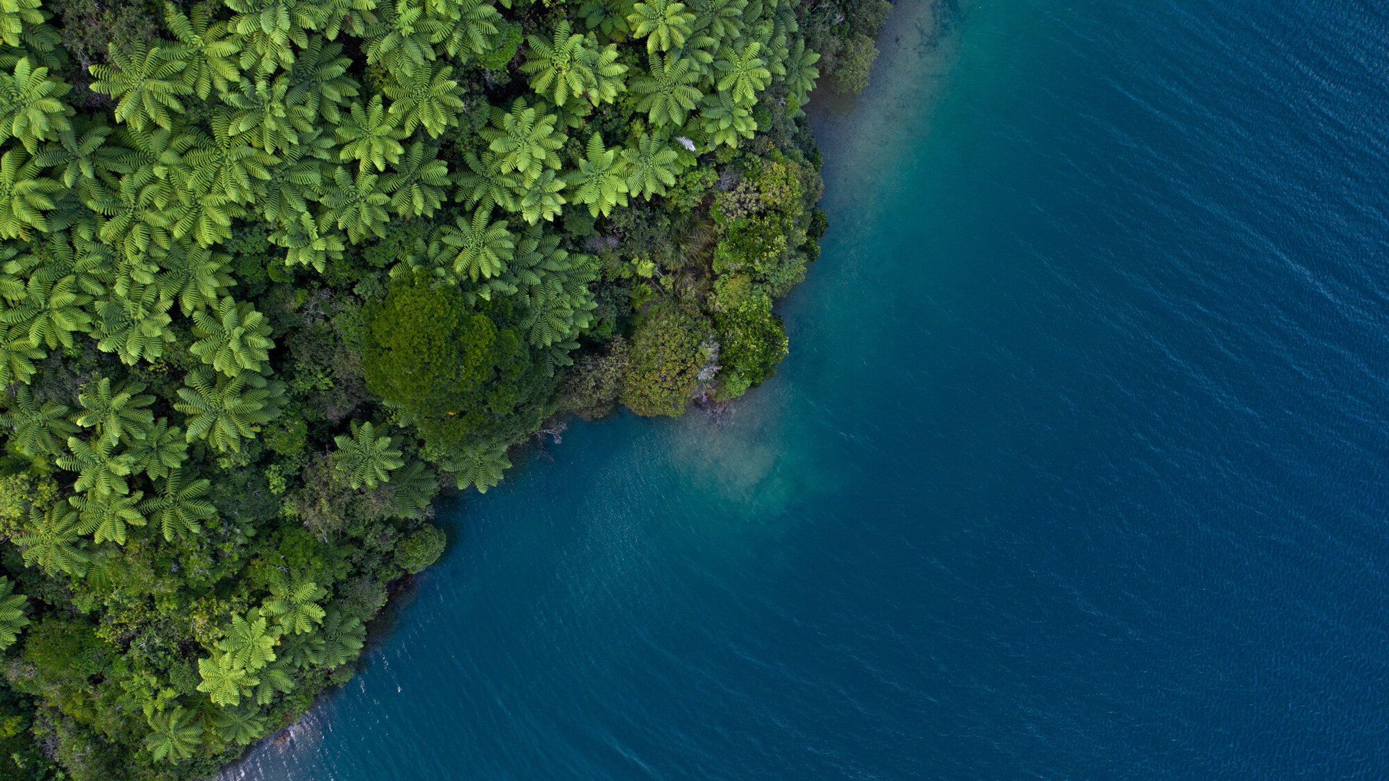 The Collective Force - Josh Griggs