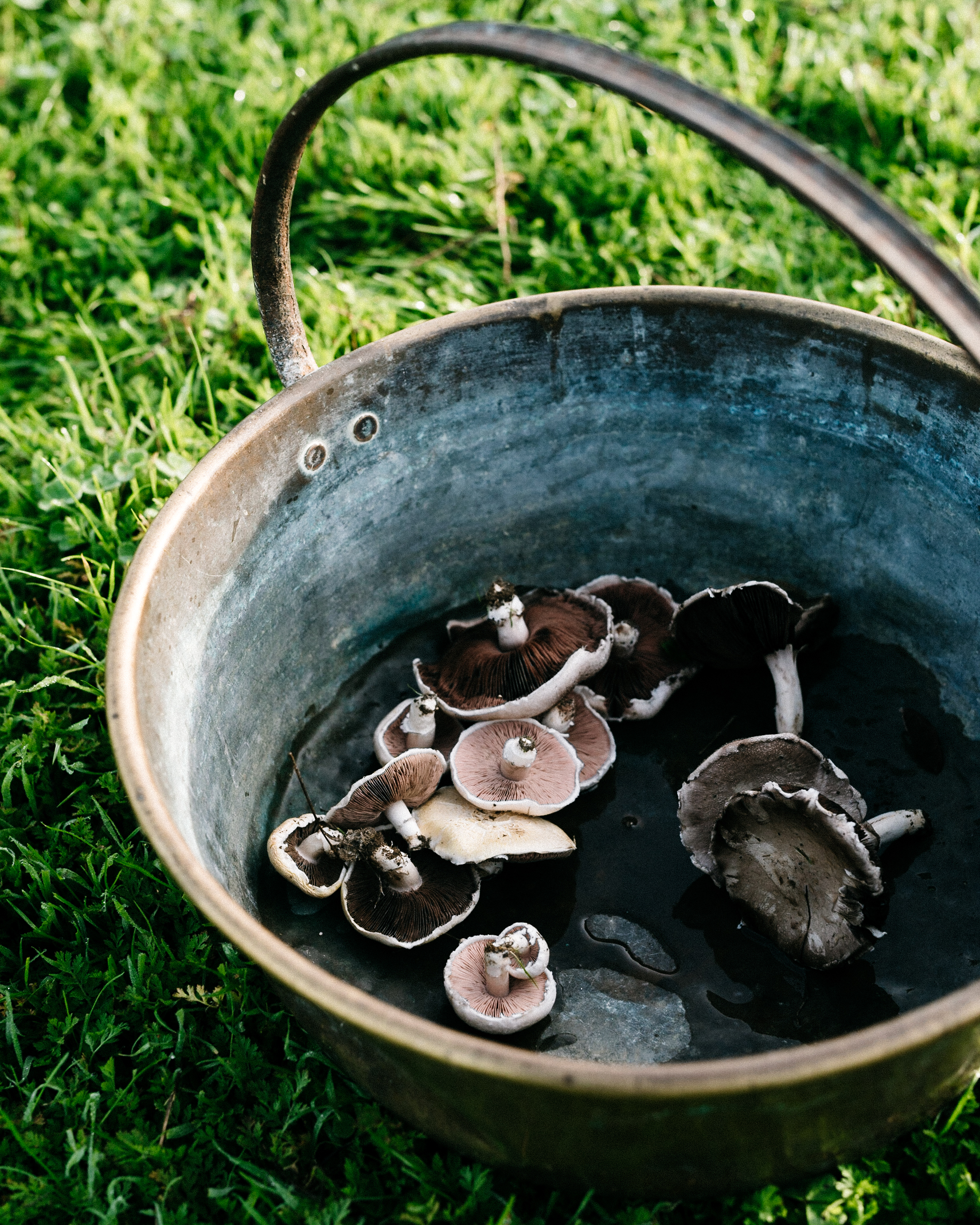 The Collective Force - Al Brown | Eat Up NZ