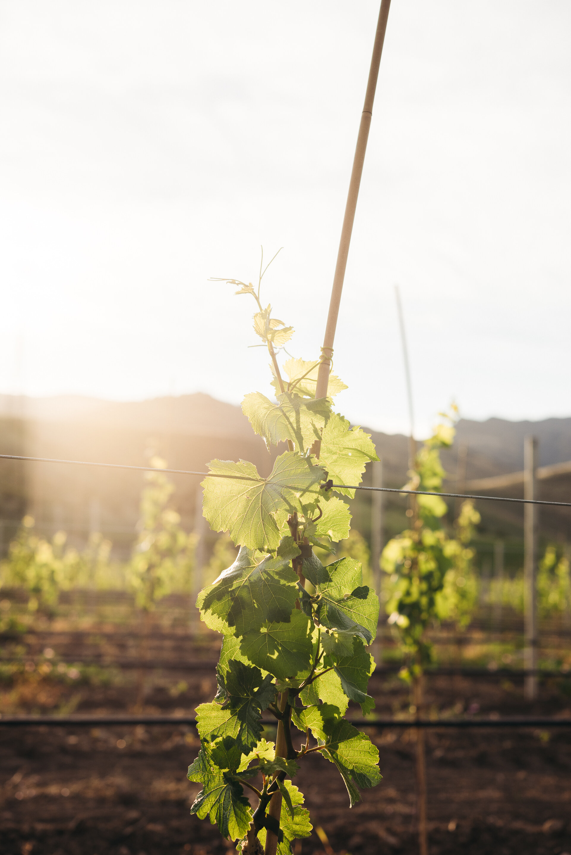 The Collective Force - Cloudy Bay