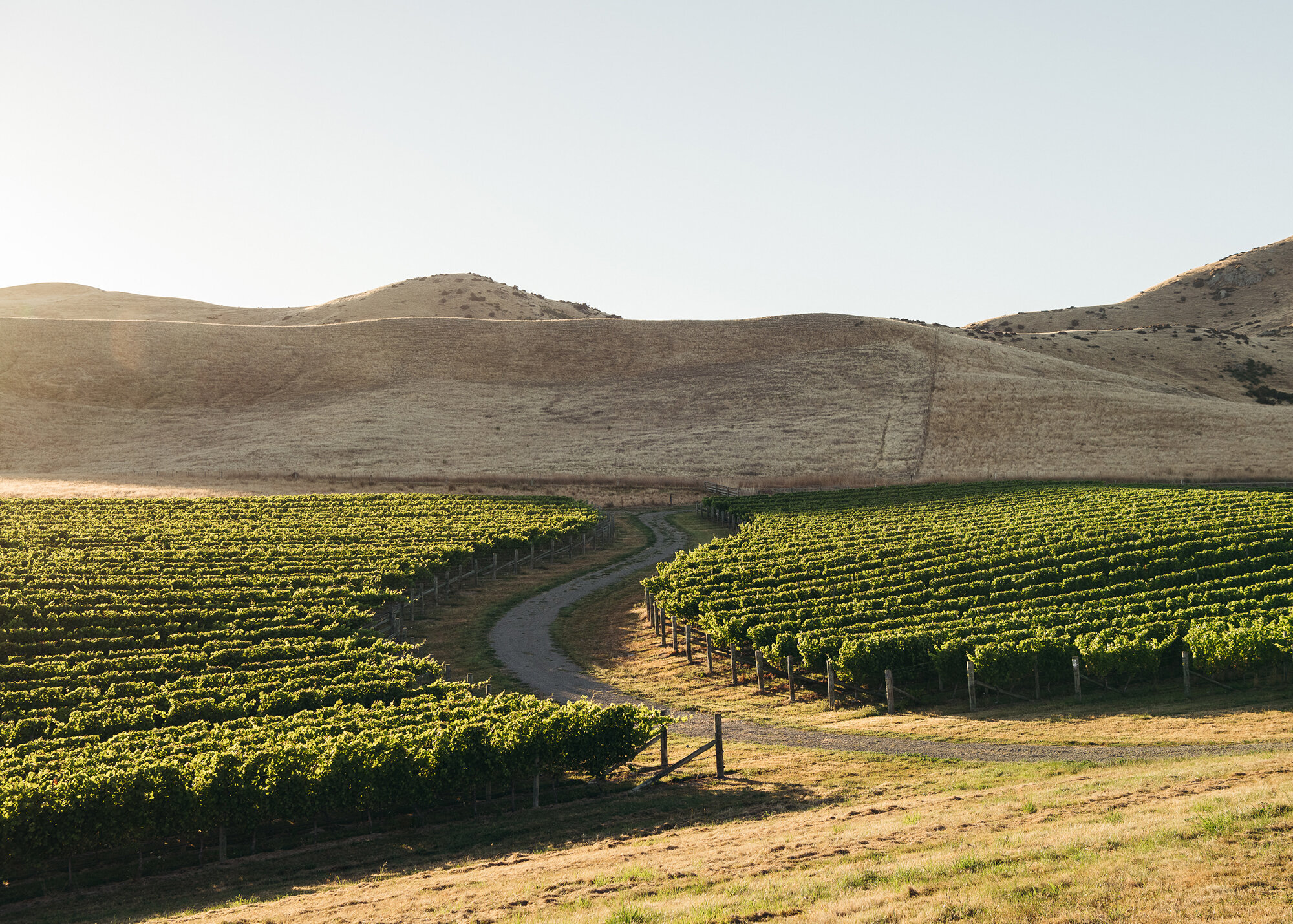 The Collective Force - Cloudy Bay