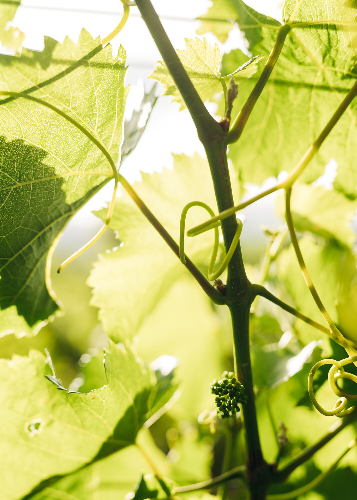 The Collective Force - Cloudy Bay