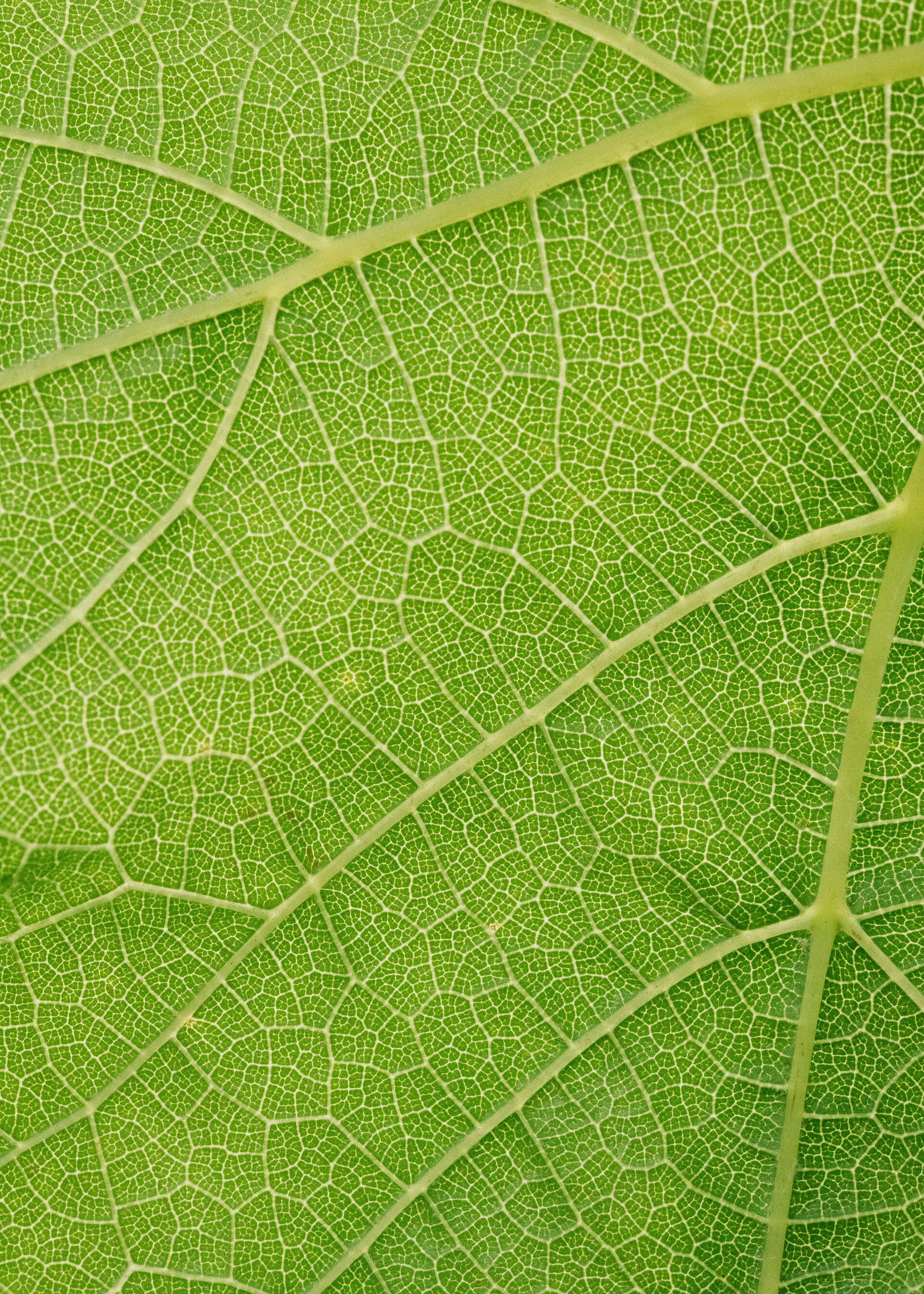 The Collective Force - Cloudy Bay