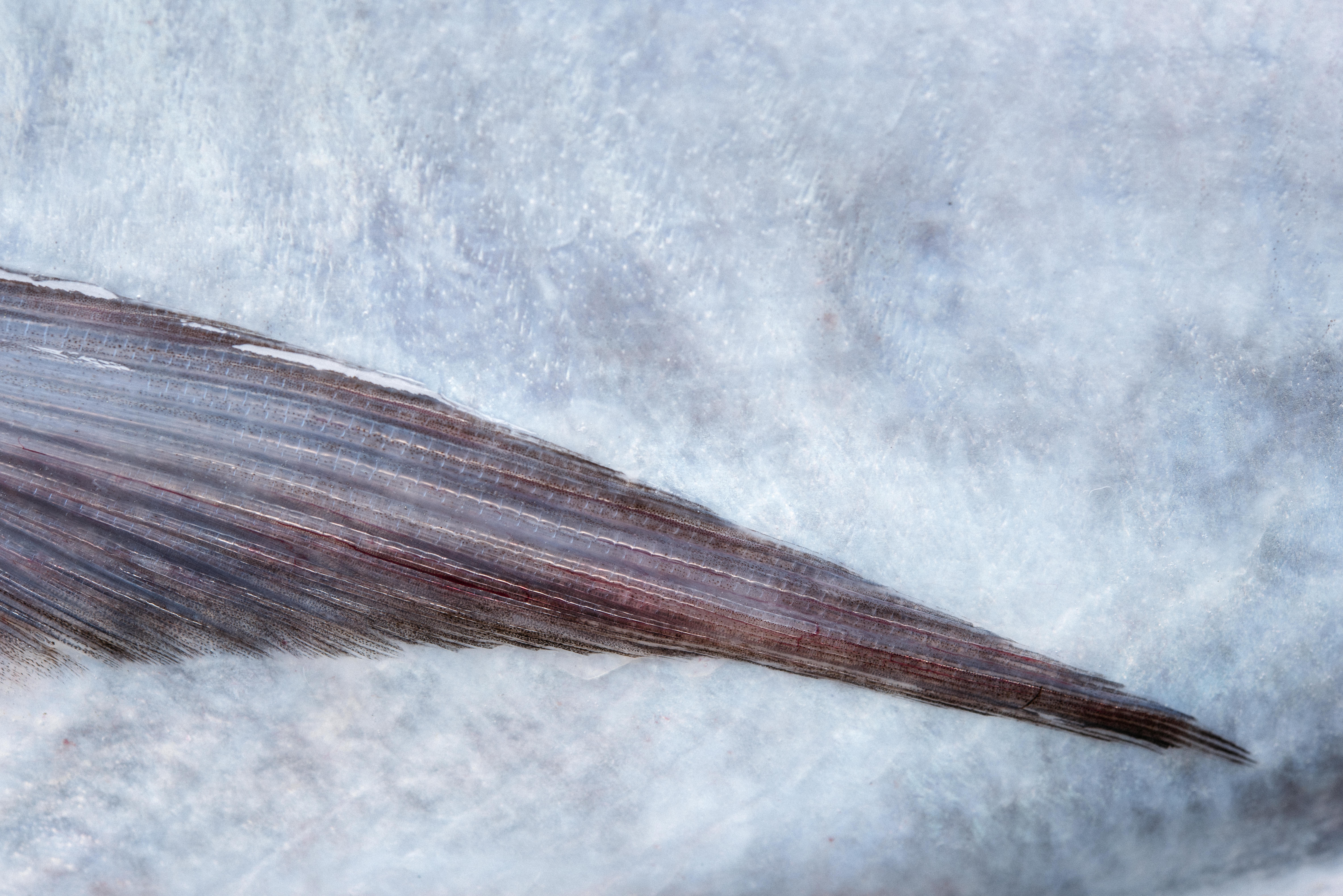 The Collective Force - Josh Griggs