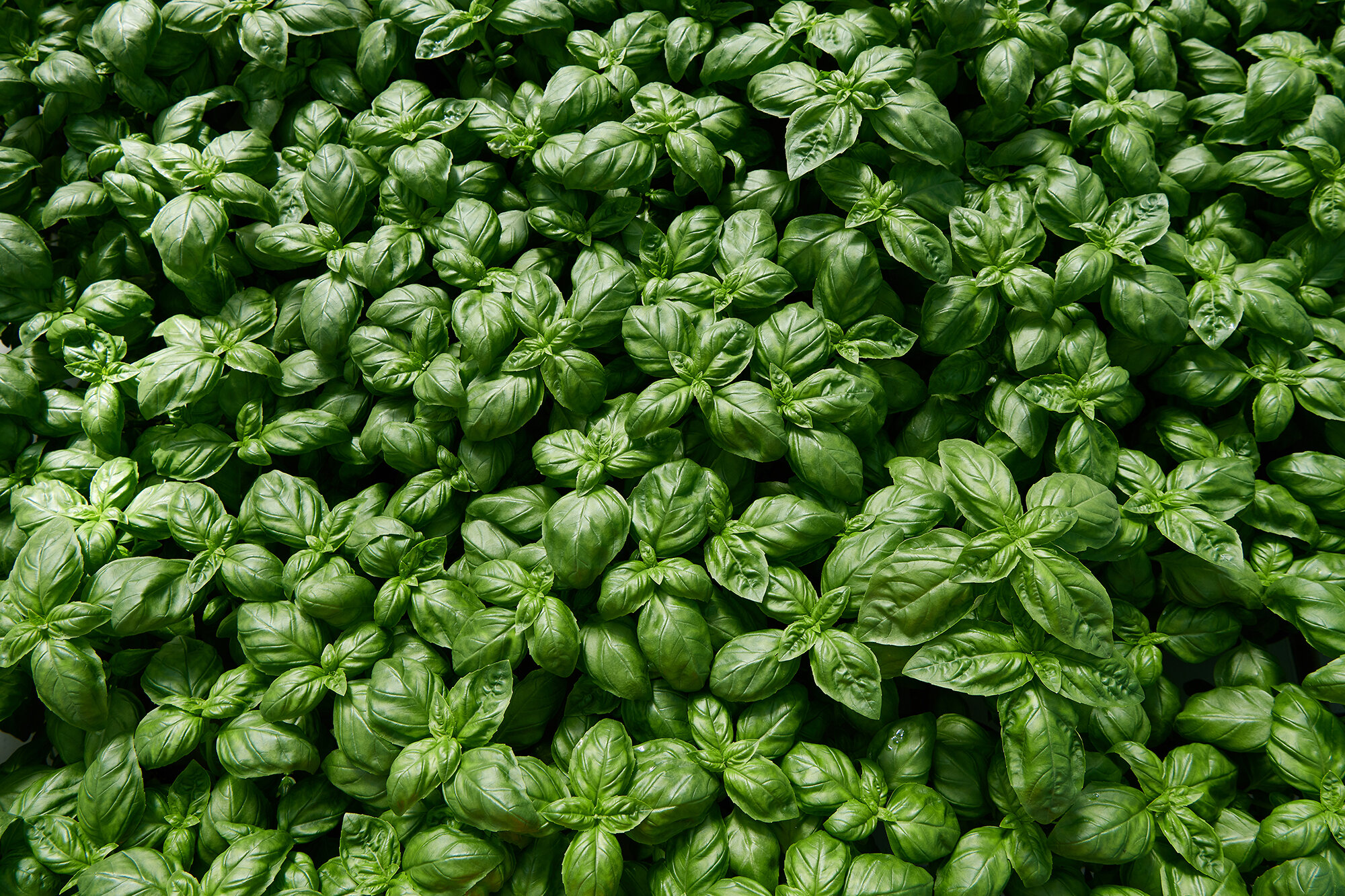 The Collective Force - Food & Beverage