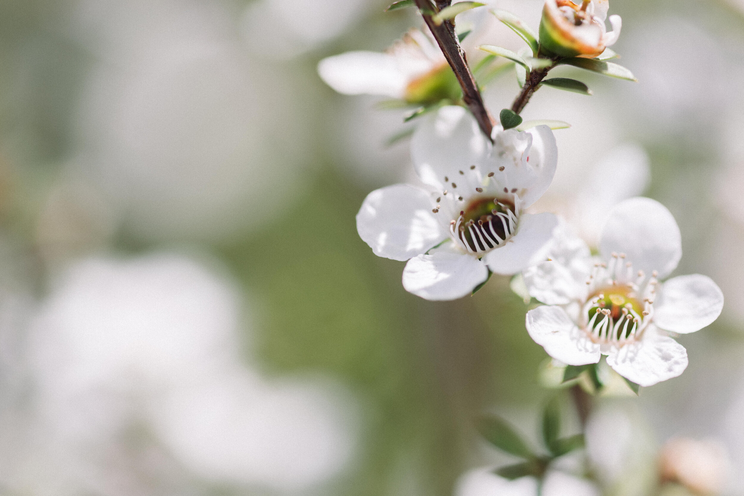 The Collective Force - Foothills Honey