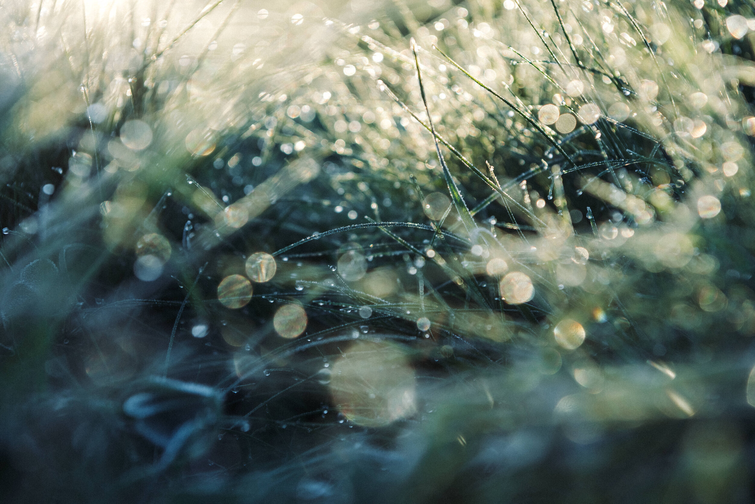 The Collective Force - Foothills Honey