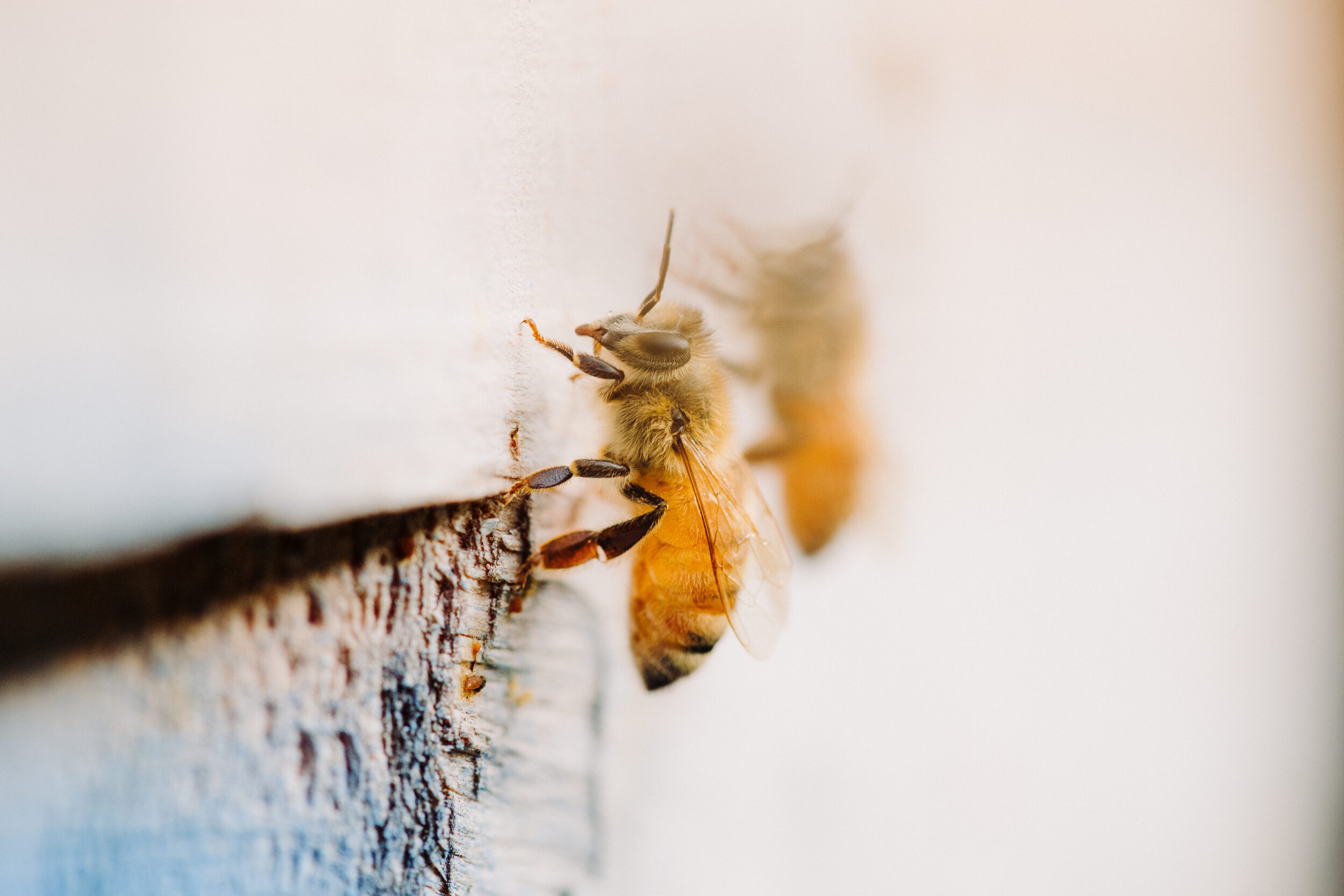 The Collective Force - Foothills Honey