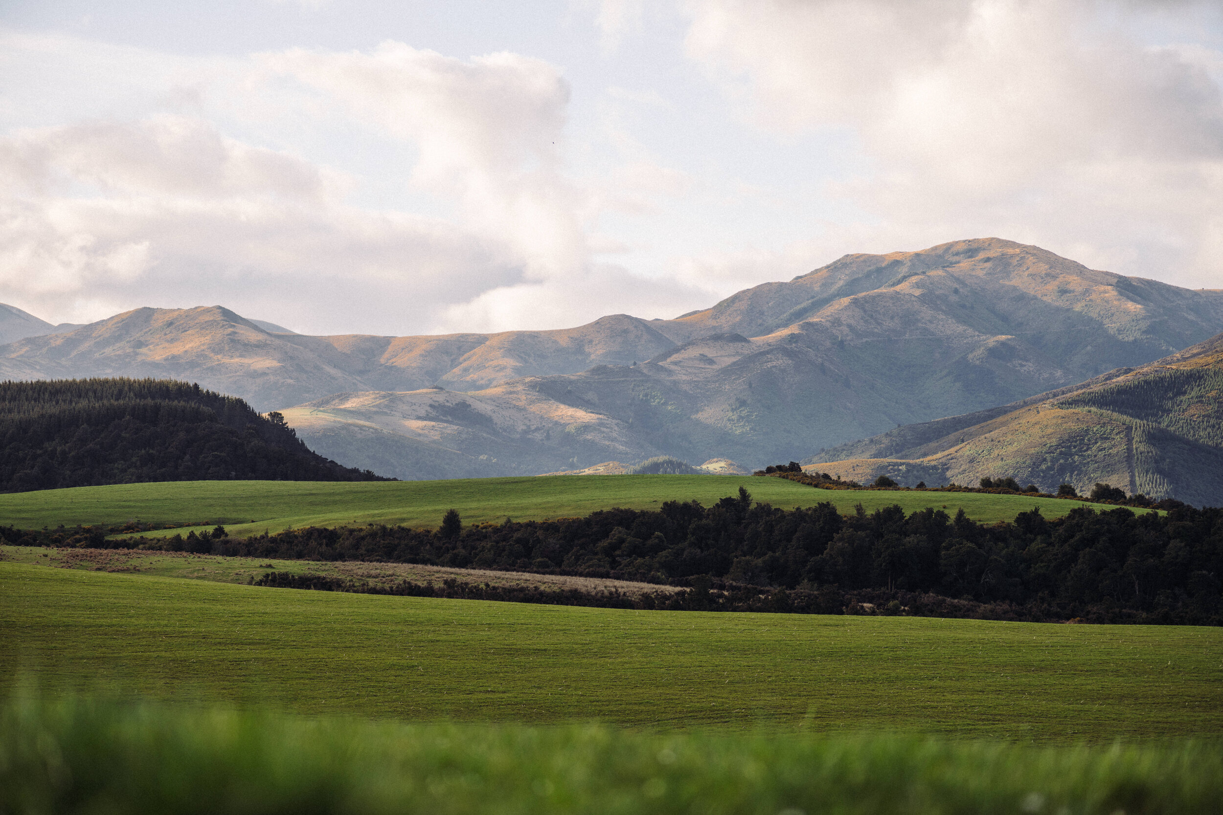 The Collective Force - Foothills Honey