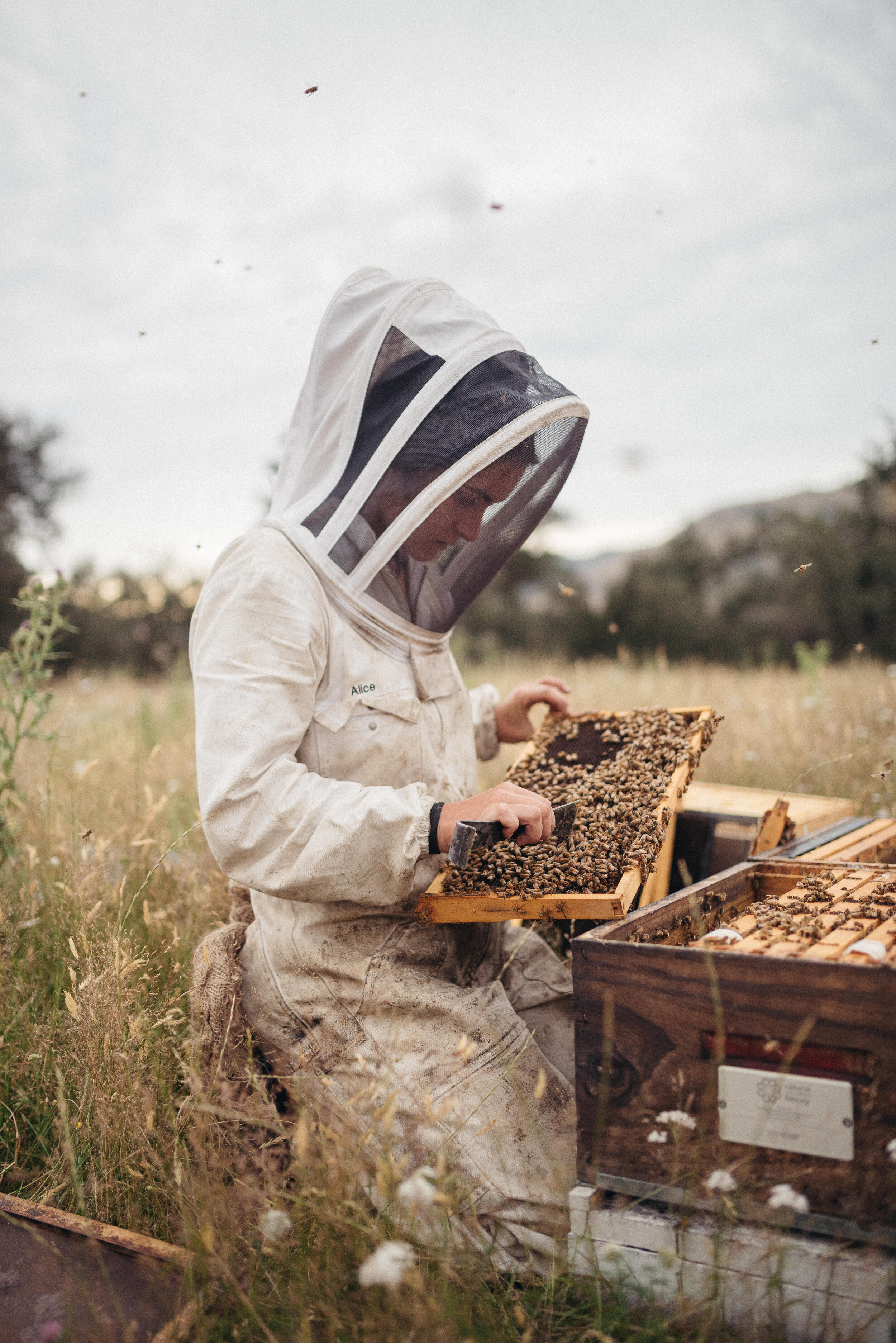 The Collective Force - Foothills Honey