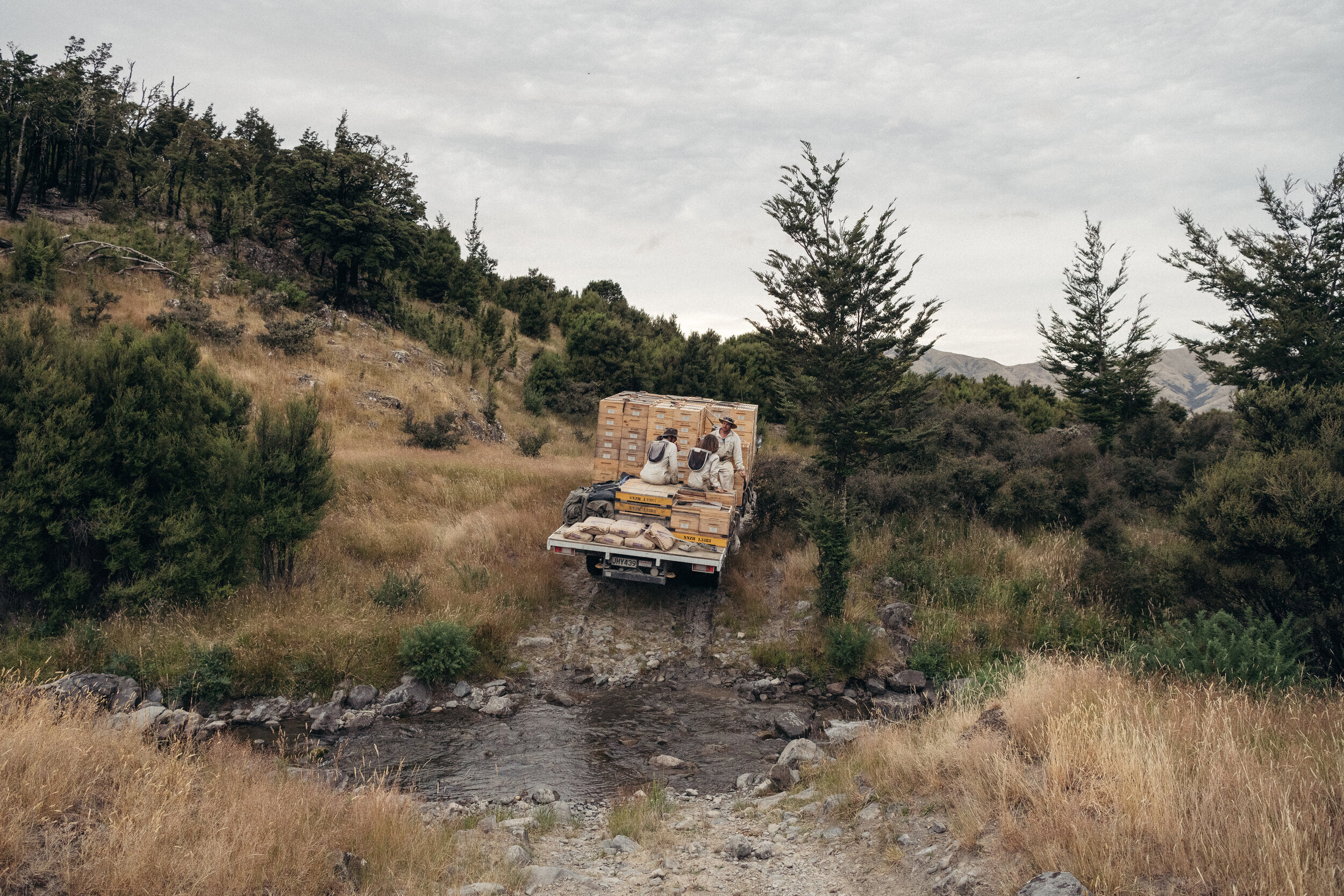 The Collective Force - Foothills Honey