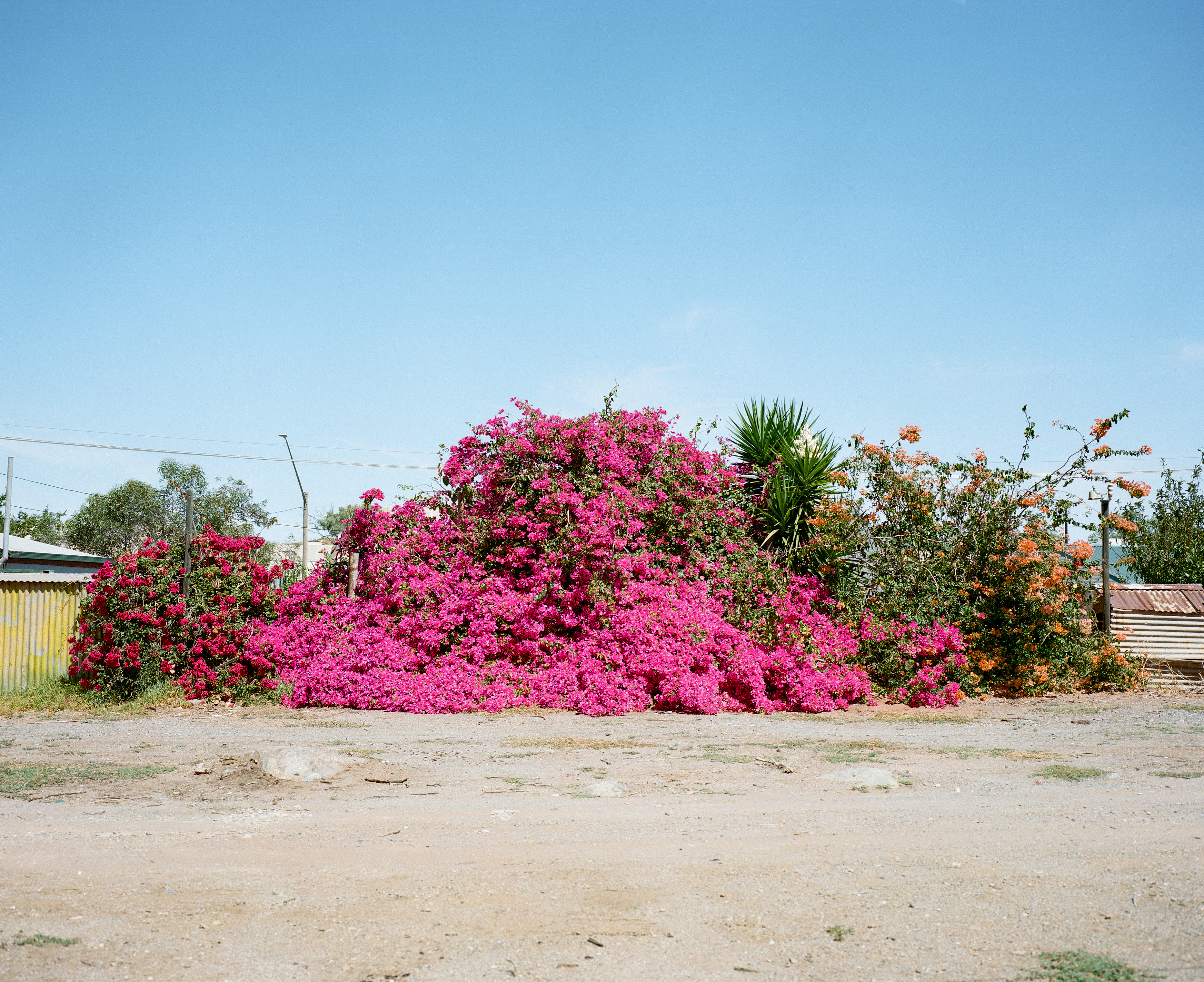 The Collective Force - Josh Griggs