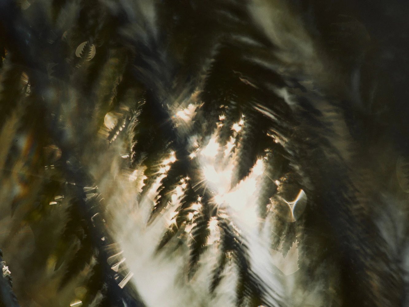 The Collective Force - Landscape