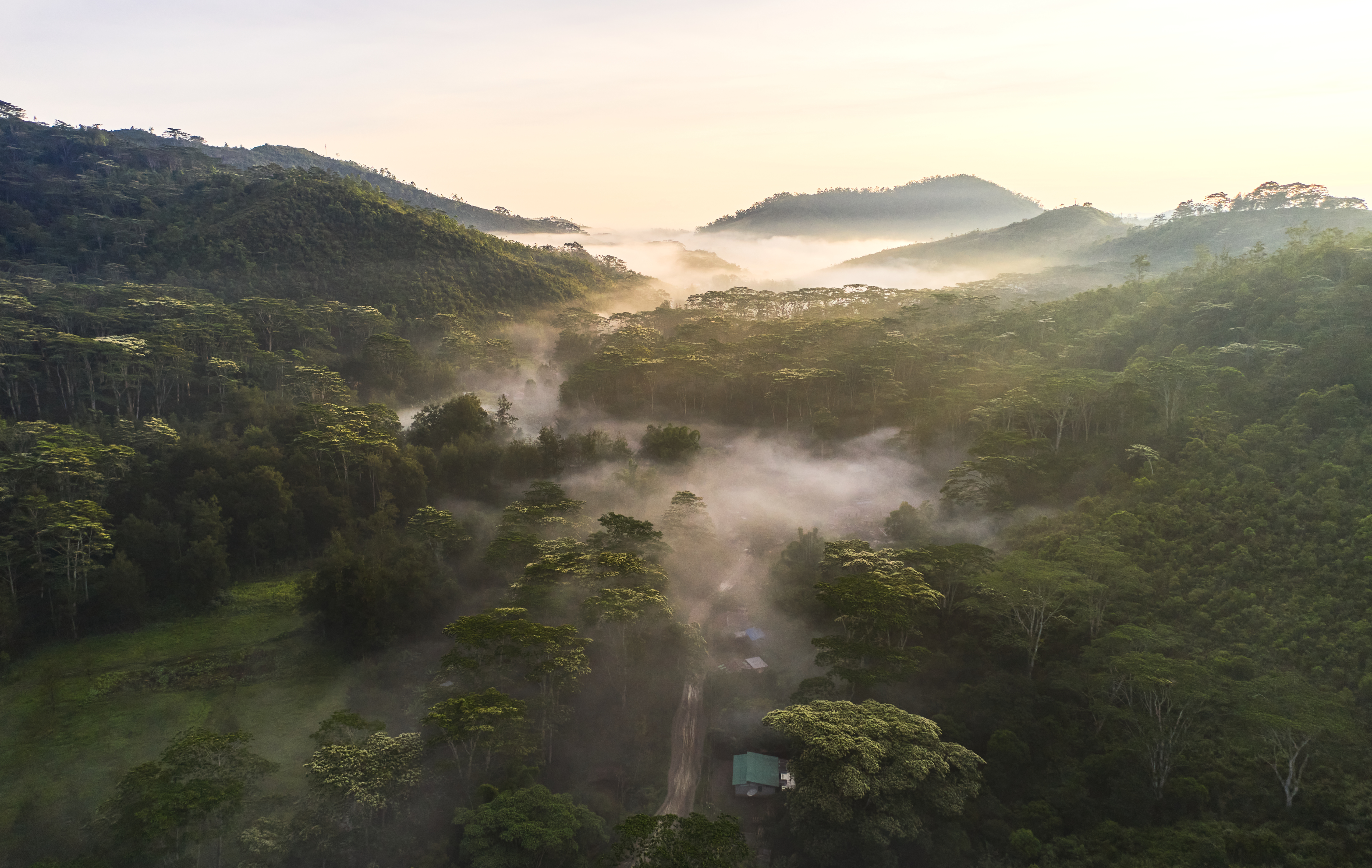 The Collective Force - Landscape