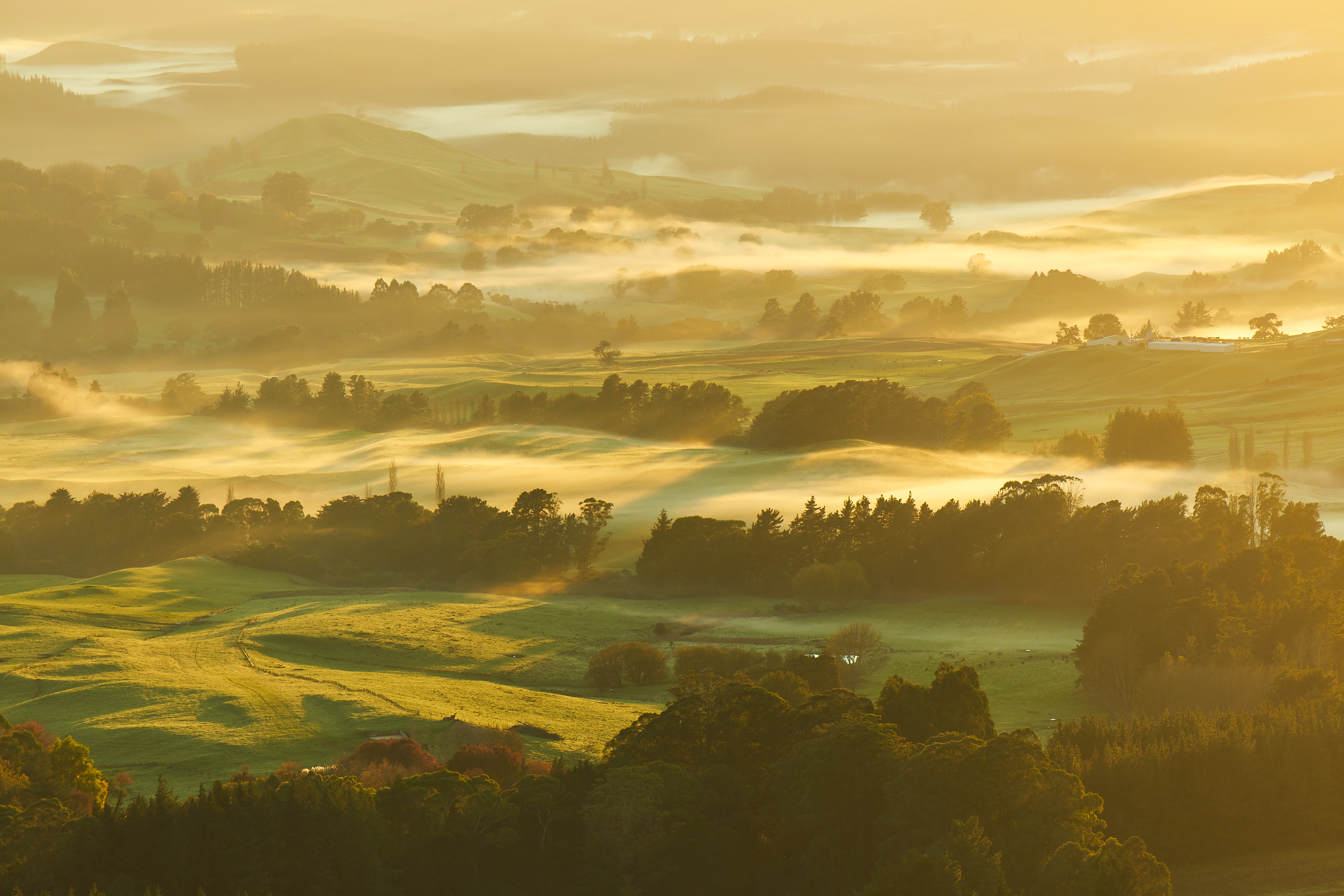 The Collective Force - Josh Griggs