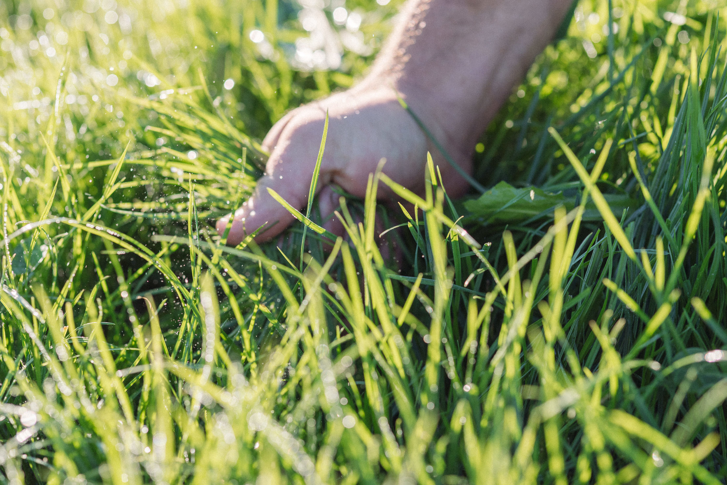 The Collective Force - Ngai Tahu Farms