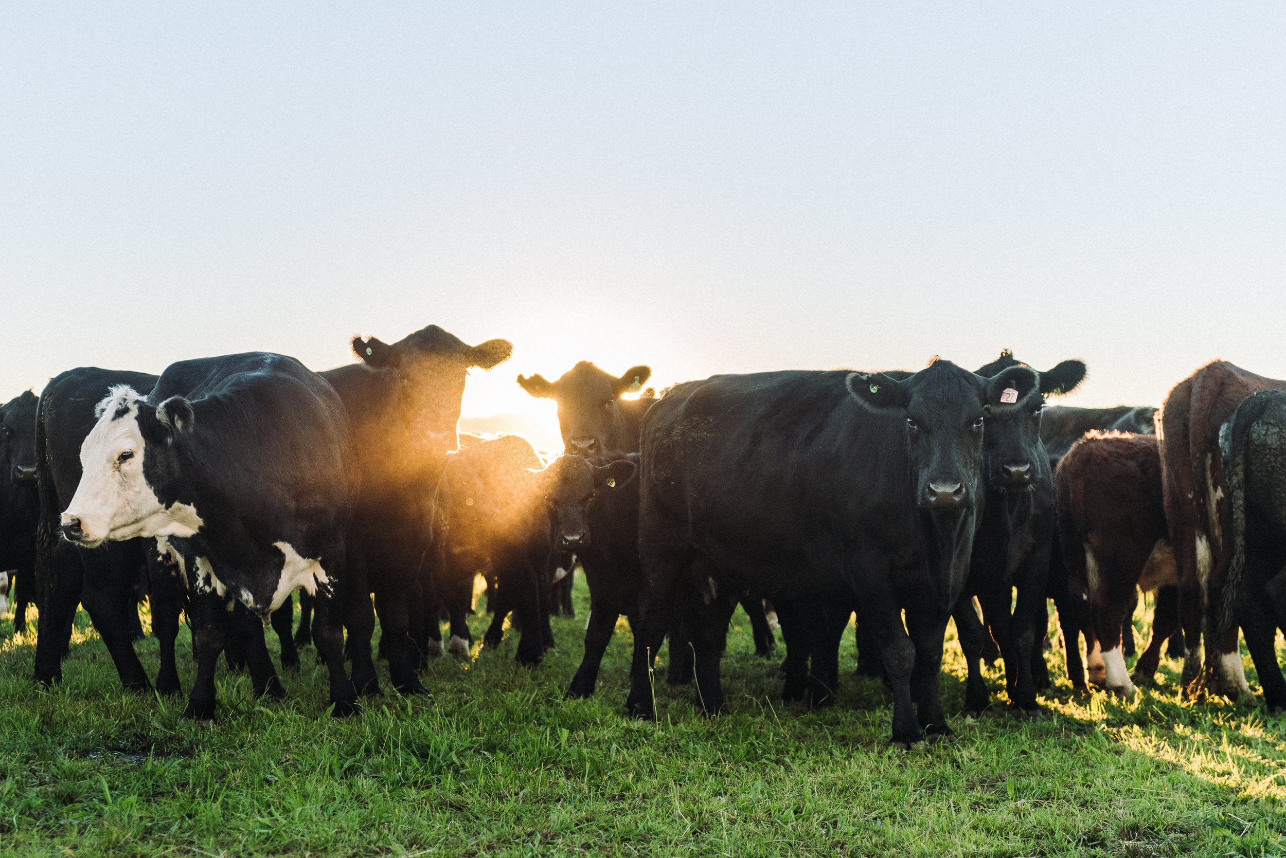 The Collective Force - Ngai Tahu Farms