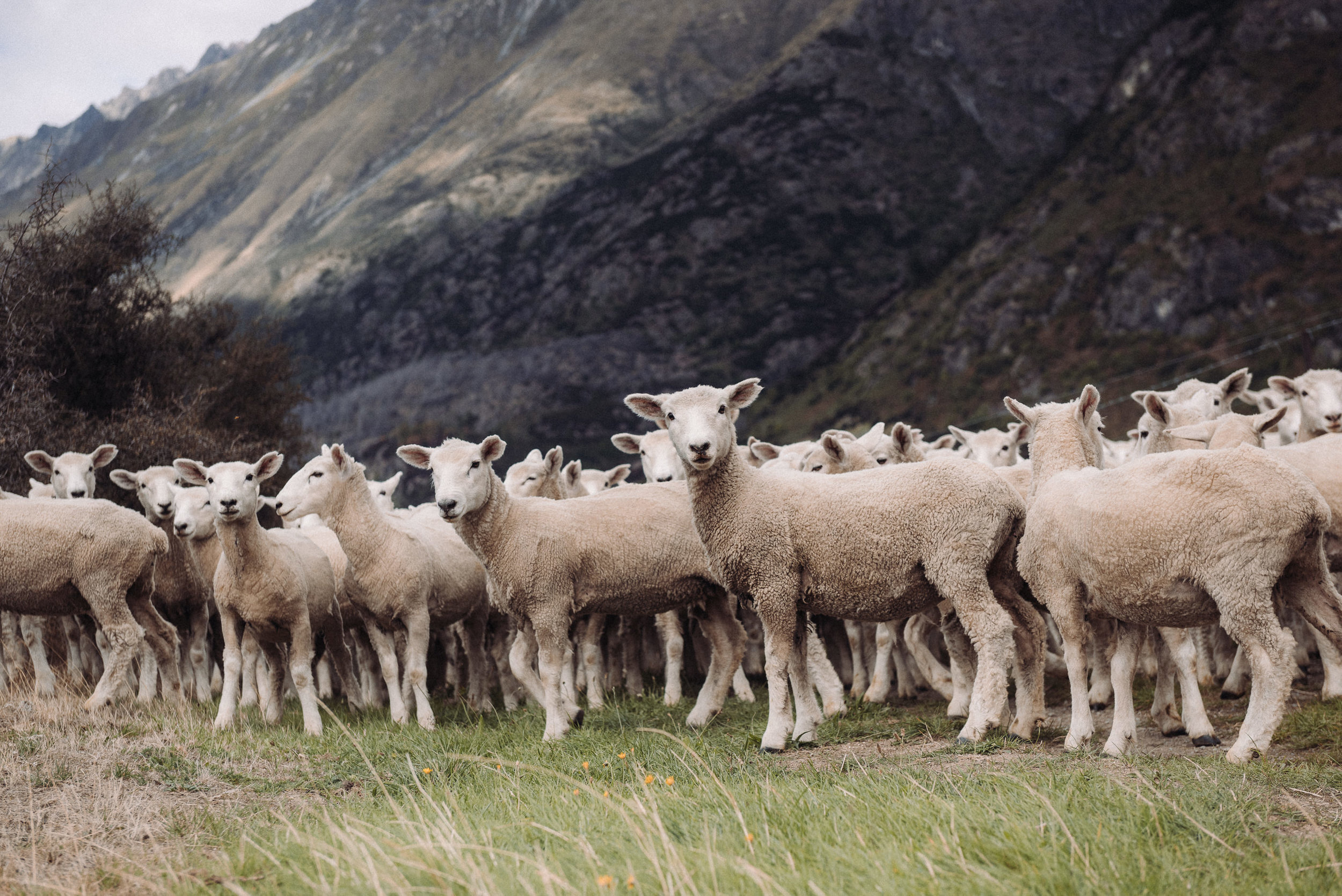 The Collective Force - Ngai Tahu Farms