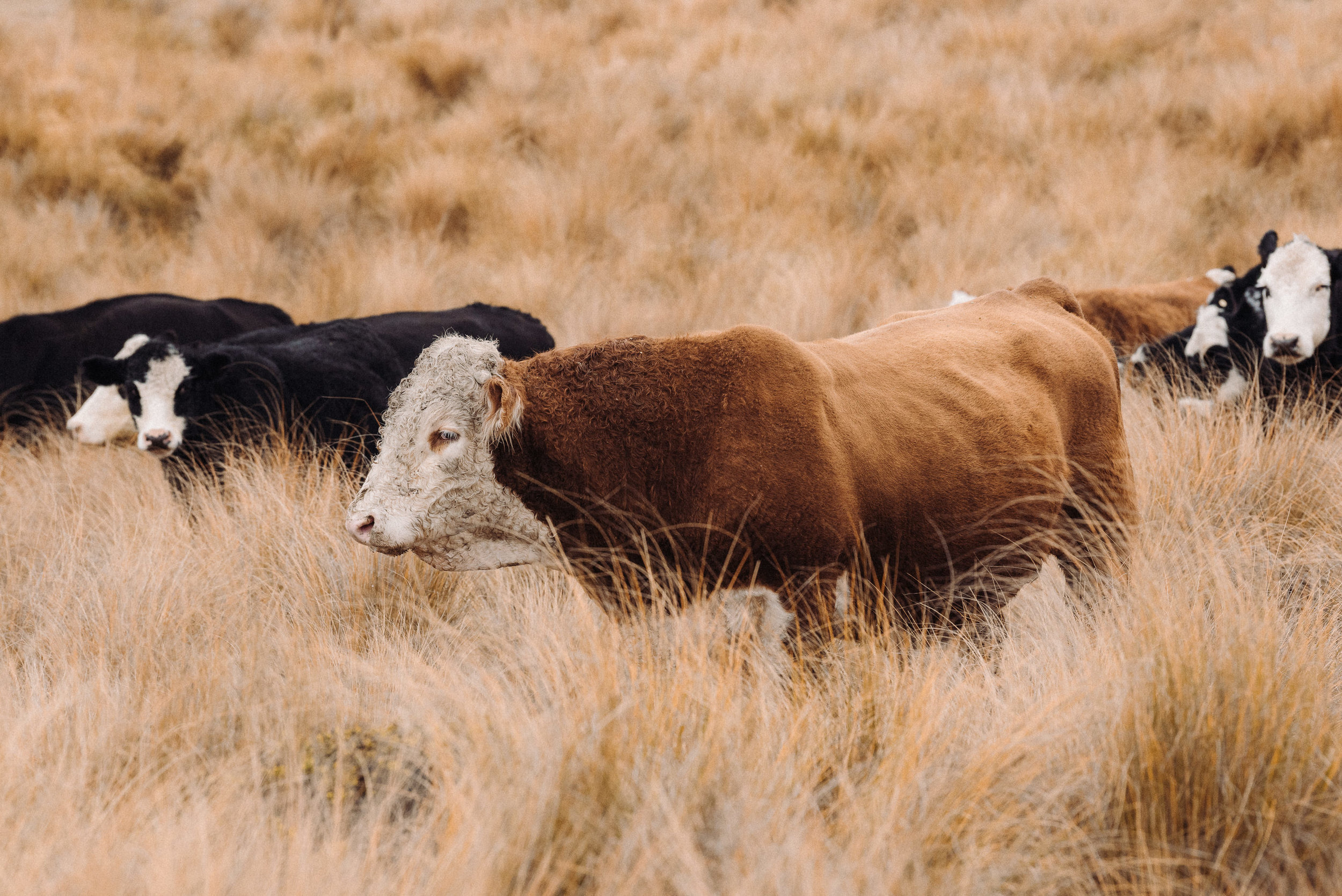 The Collective Force - Ngai Tahu Farms