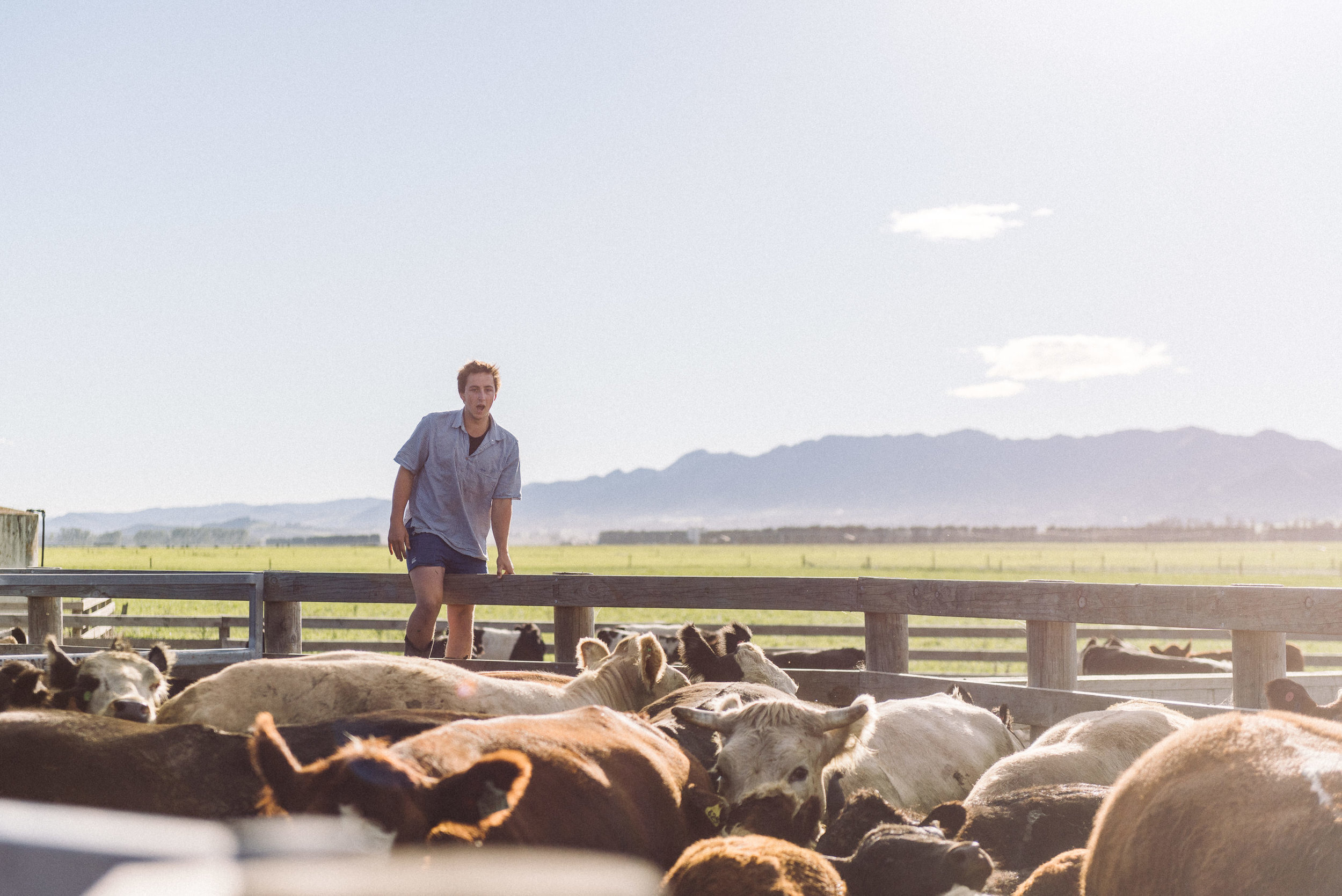 The Collective Force - Ngai Tahu Farms