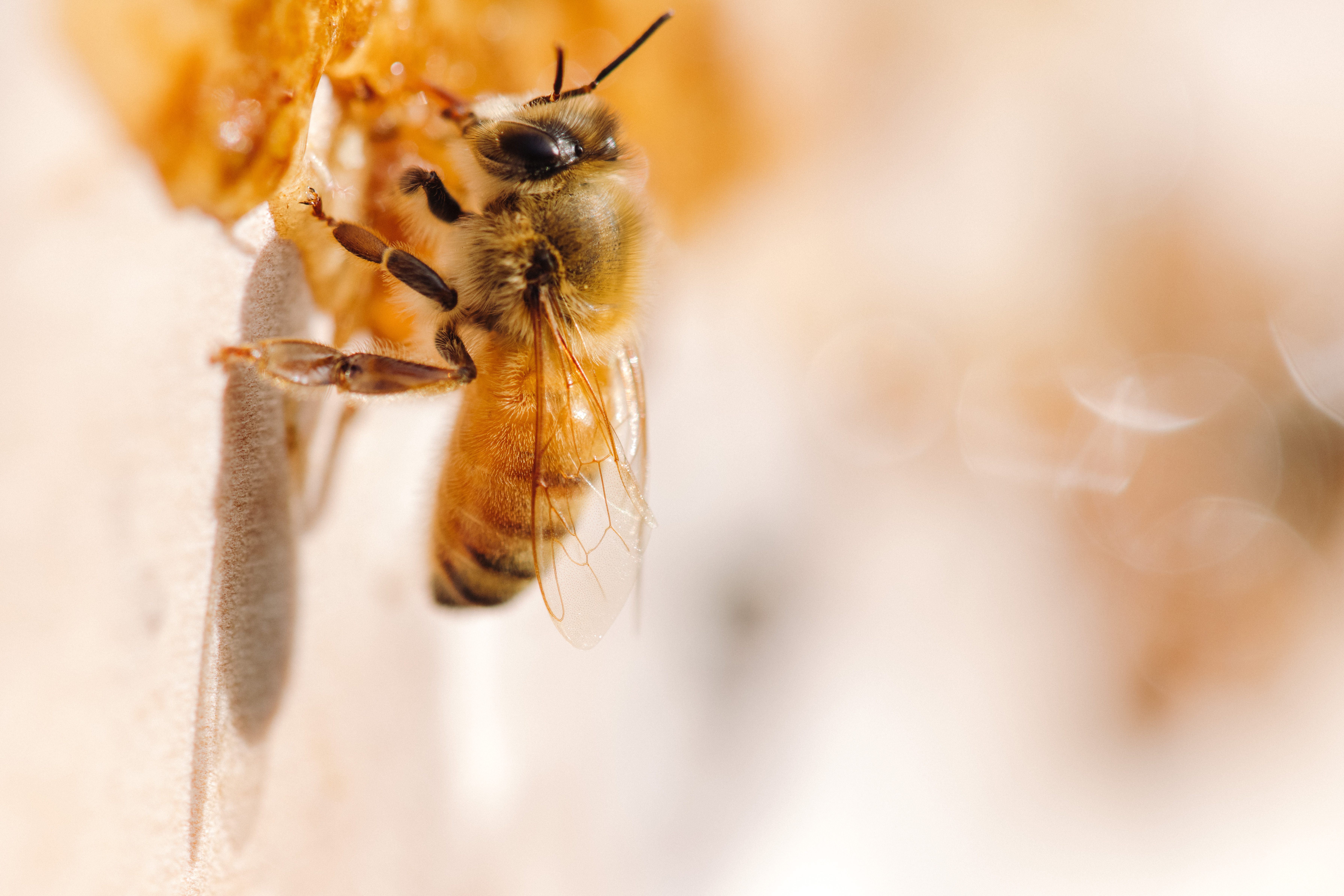 The Collective Force - Overview