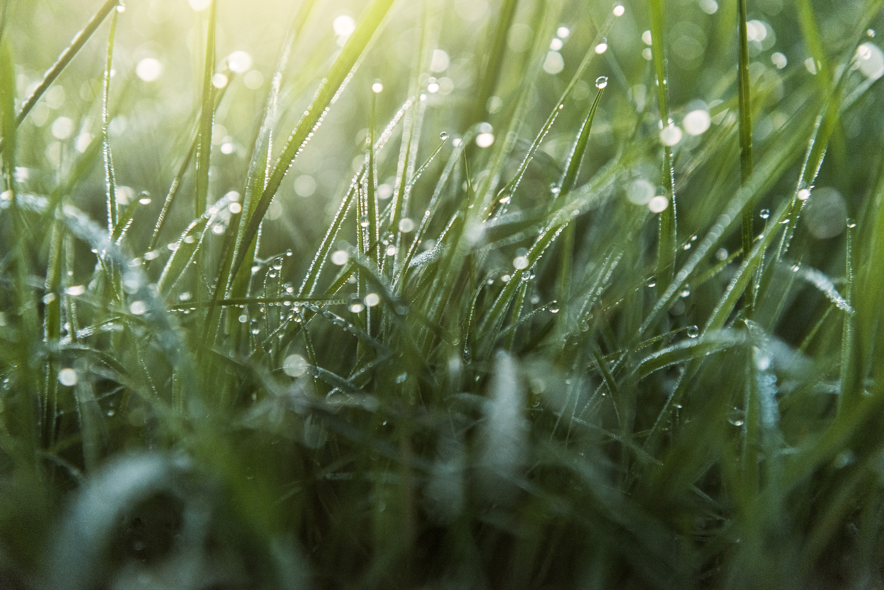 The Collective Force - Overview