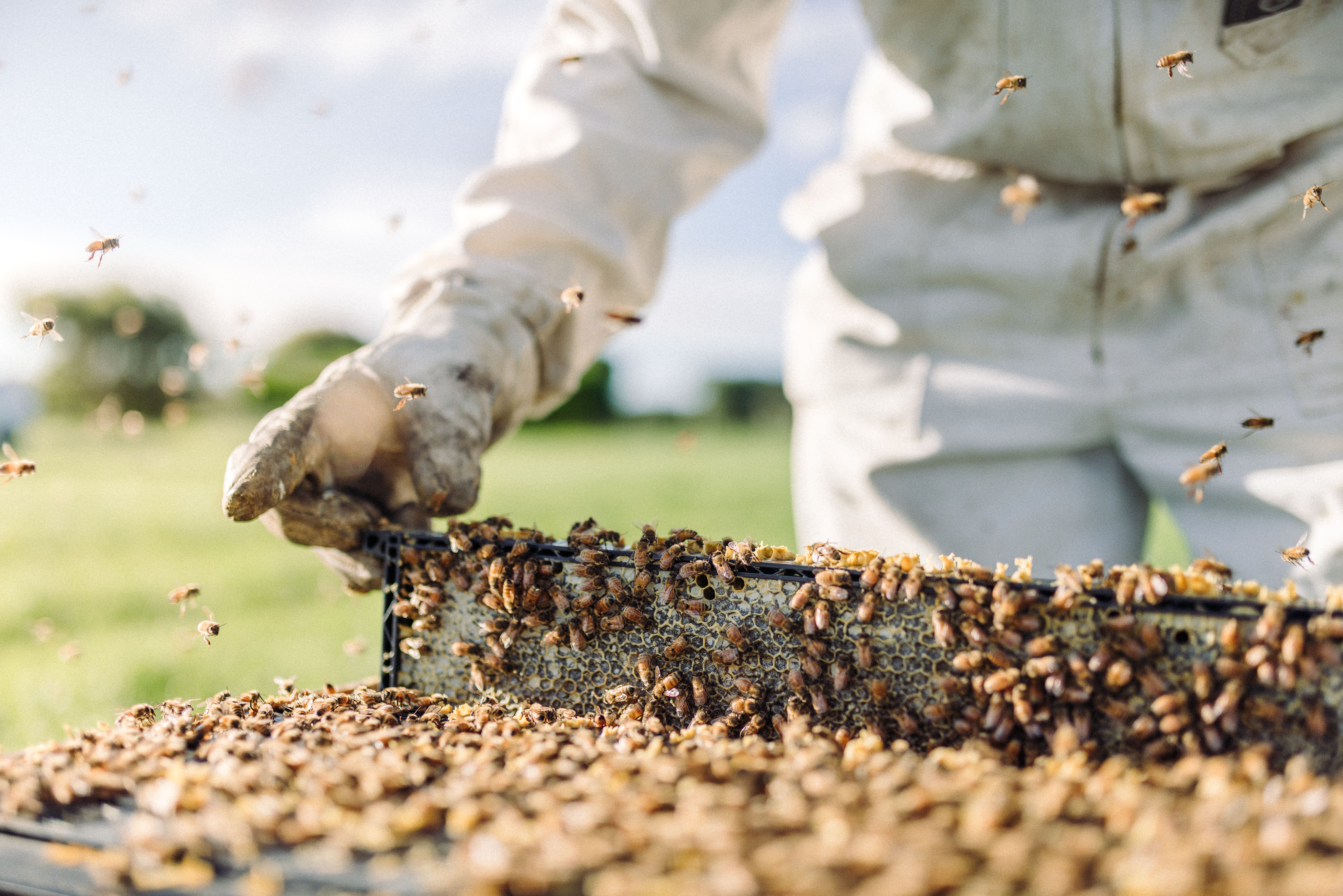 The Collective Force - Overview