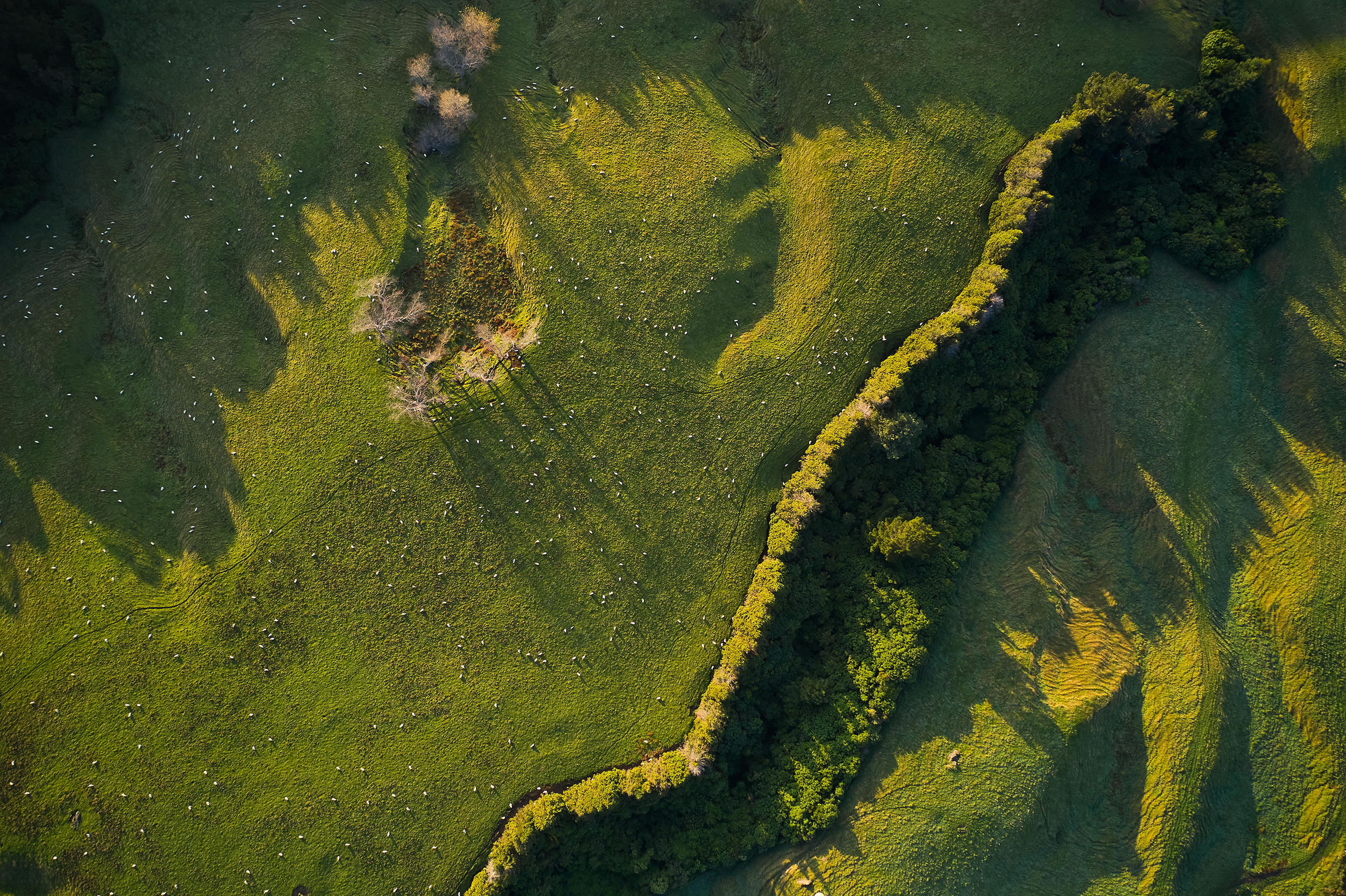 The Collective Force - Silver Fern Farms