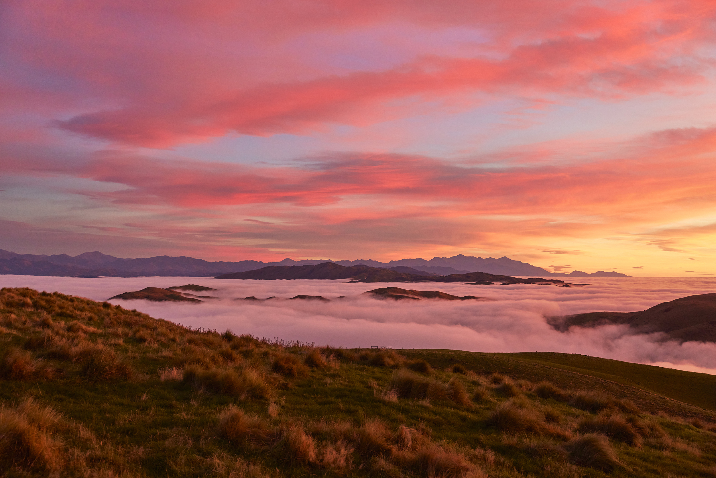 The Collective Force - Silver Fern Farms