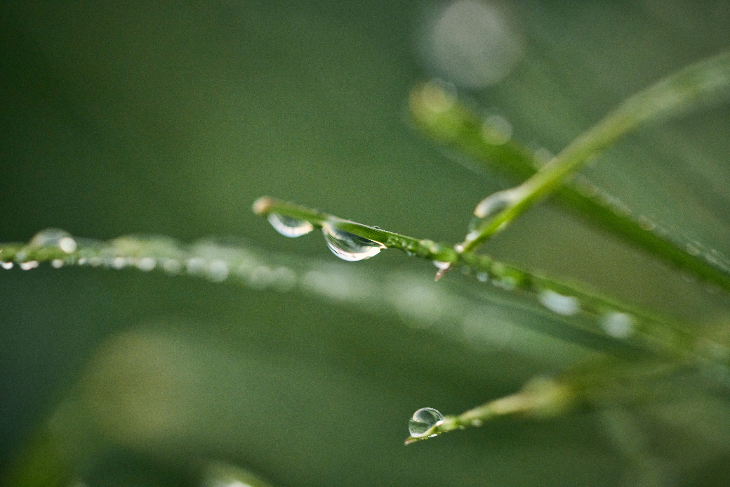 The Collective Force - Silver Fern Farms