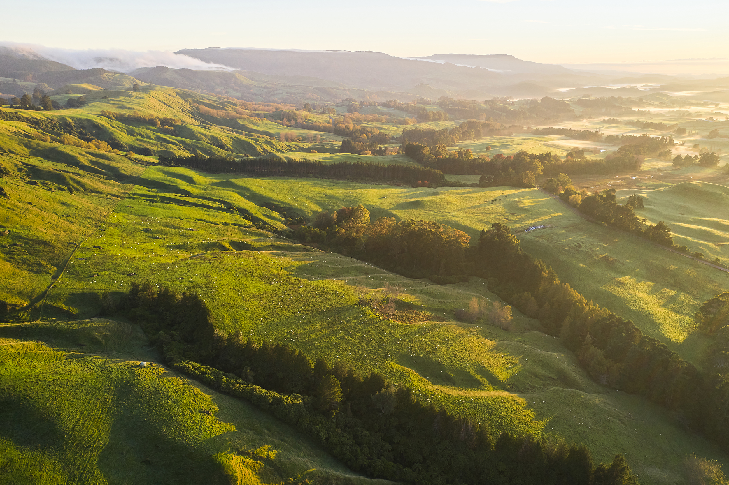 The Collective Force - Silver Fern Farms