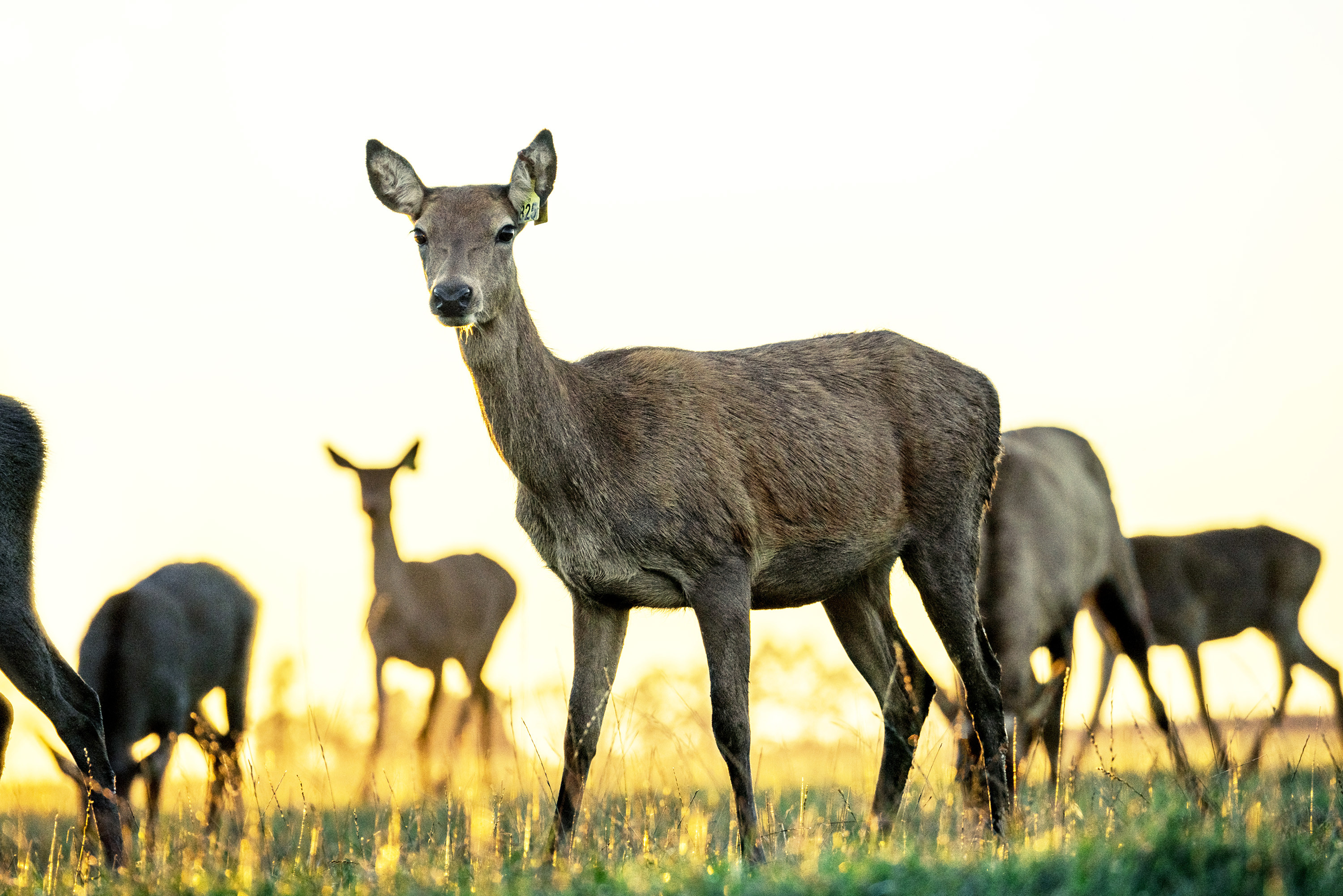 The Collective Force - Silver Fern Farms