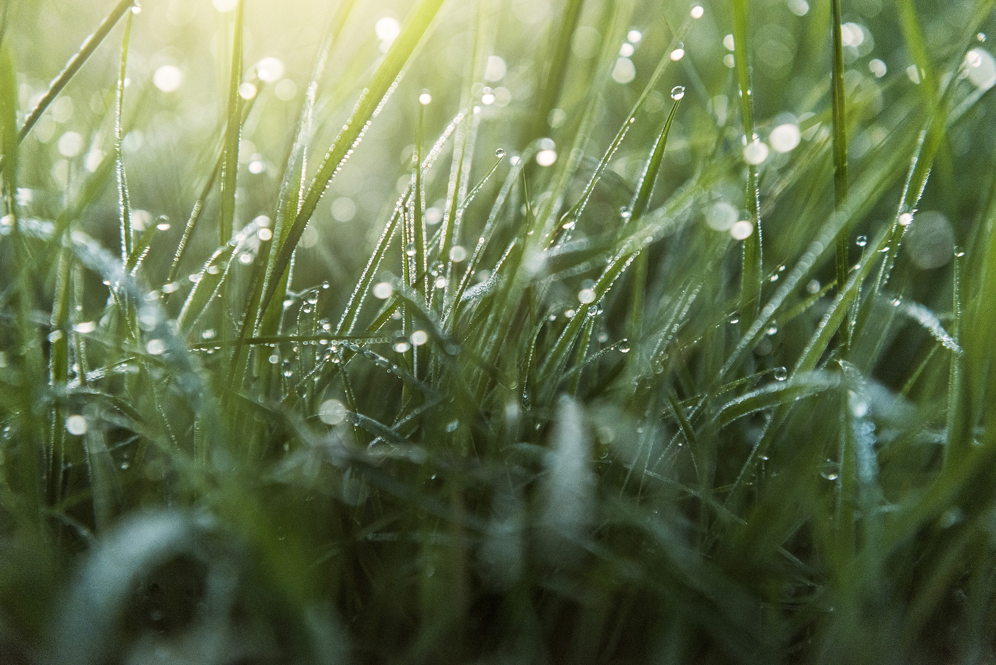 The Collective Force - Silver Fern Farms