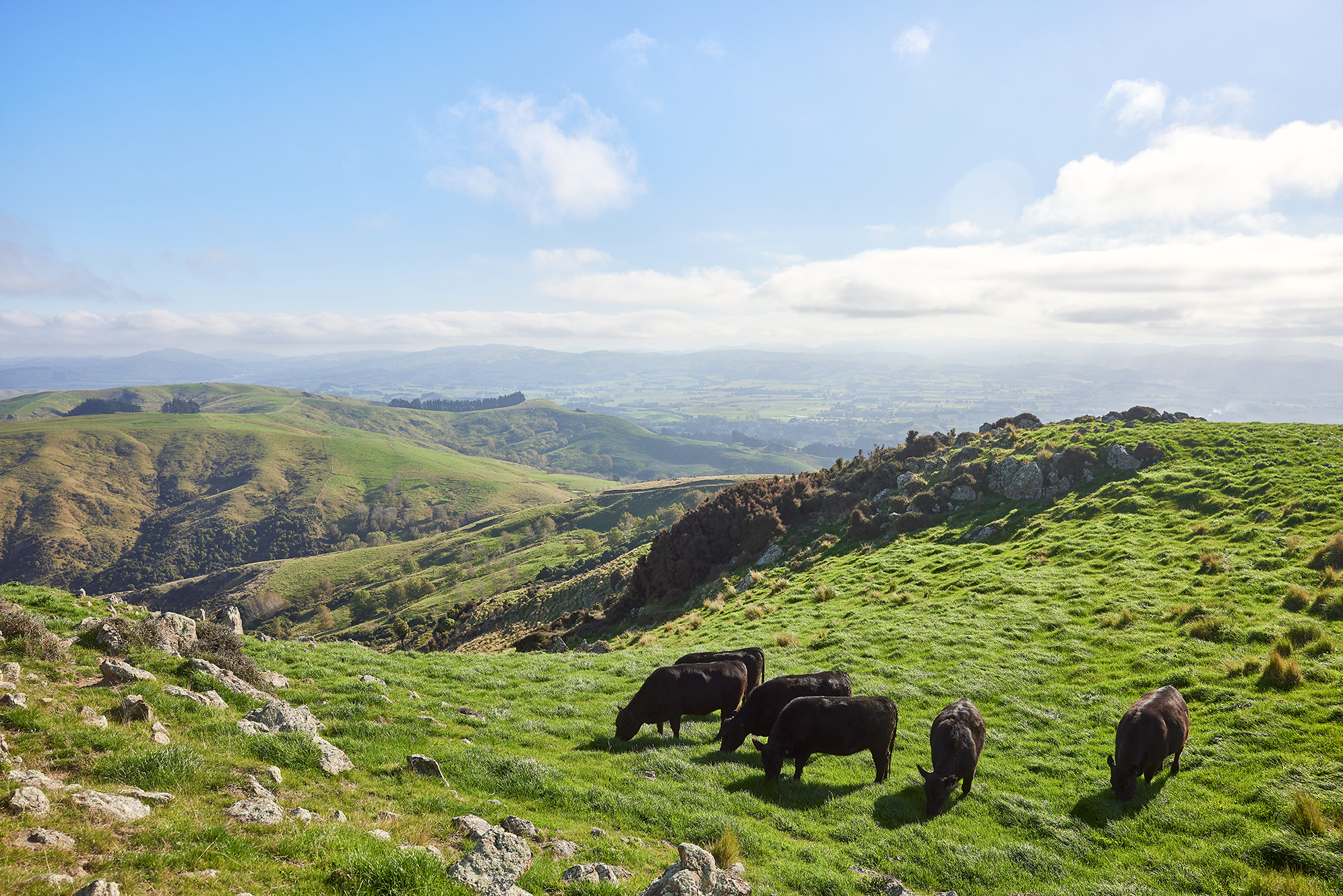 The Collective Force - Silver Fern Farms