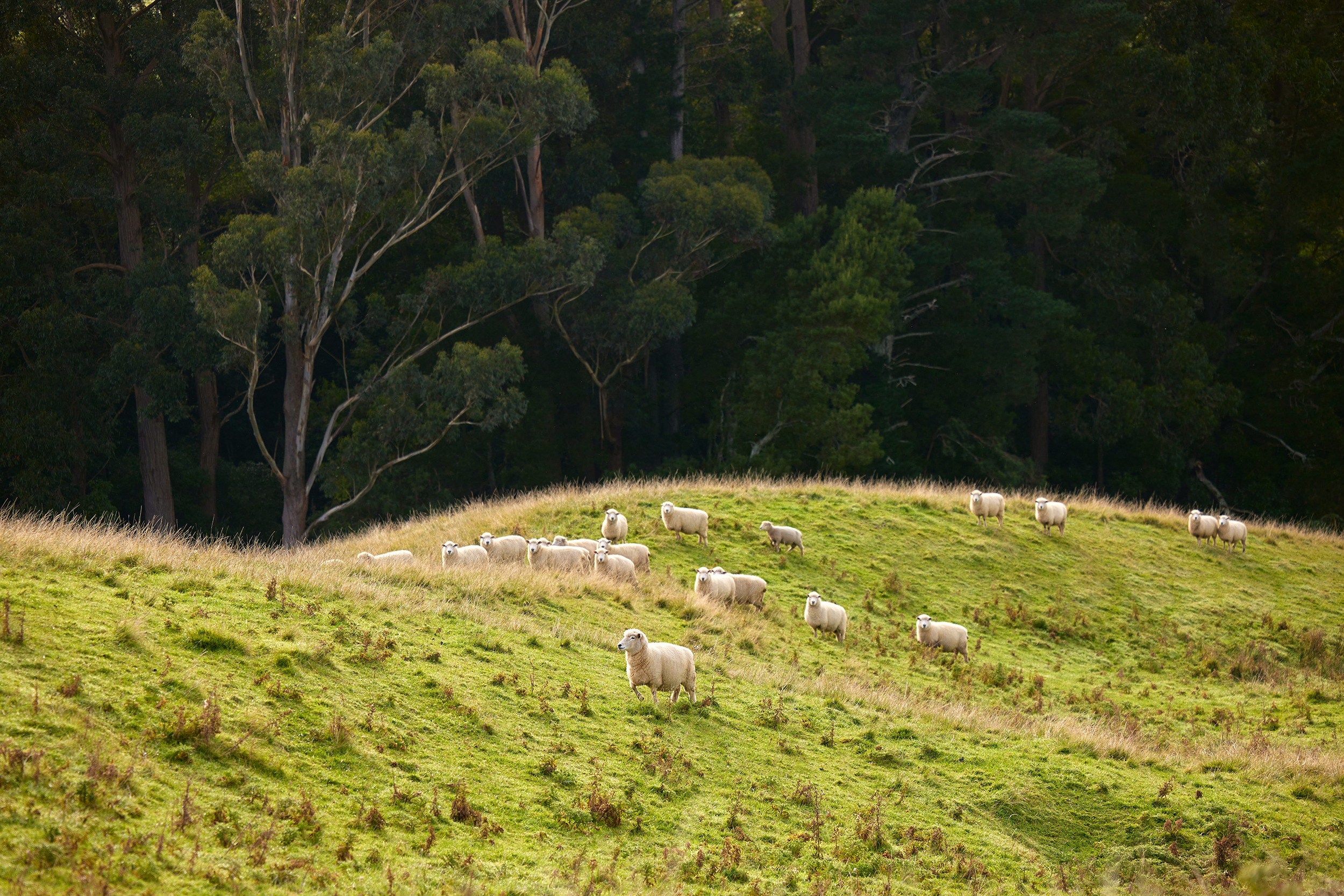 The Collective Force - Silver Fern Farms