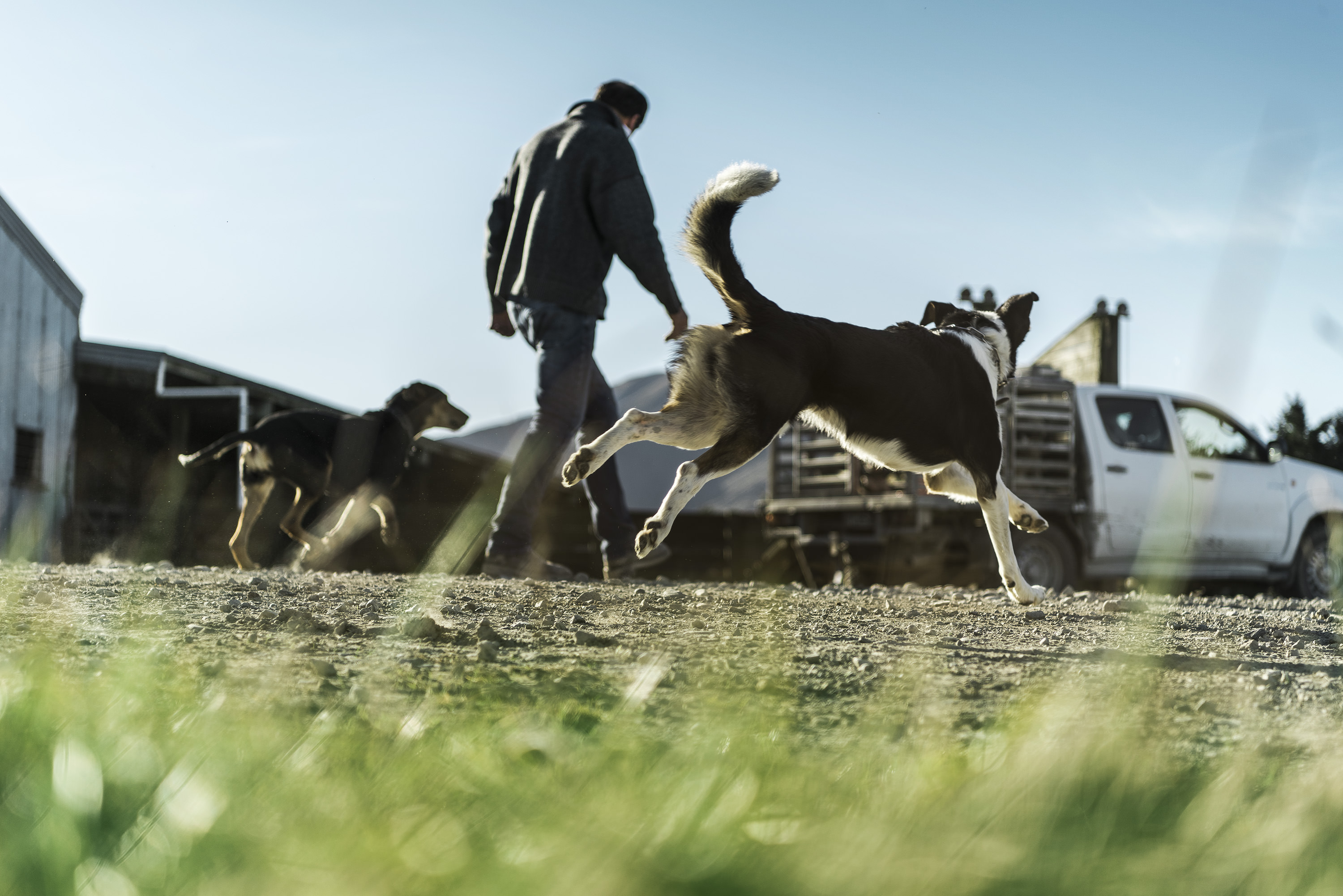 The Collective Force - Silver Fern Farms