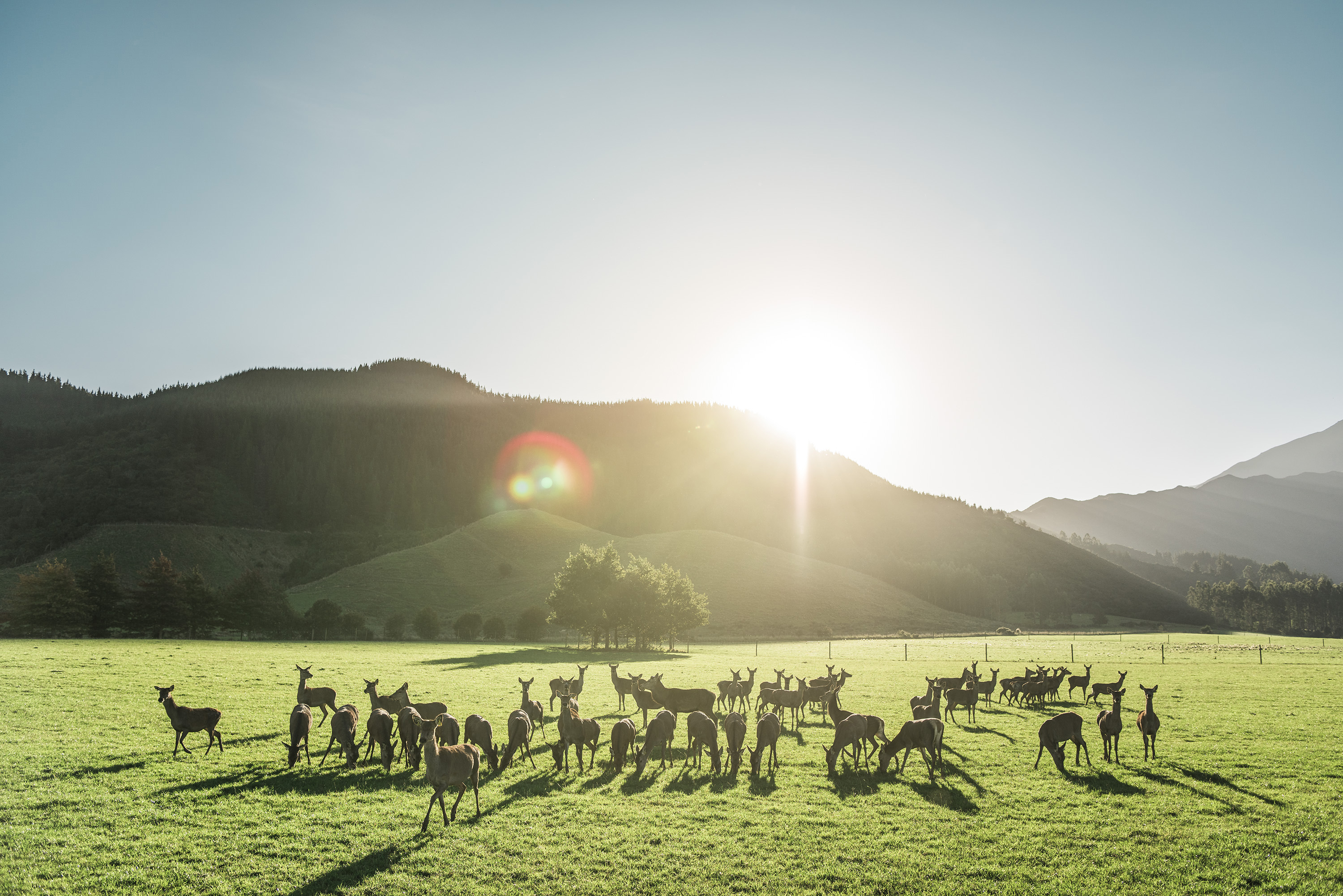 The Collective Force - Silver Fern Farms