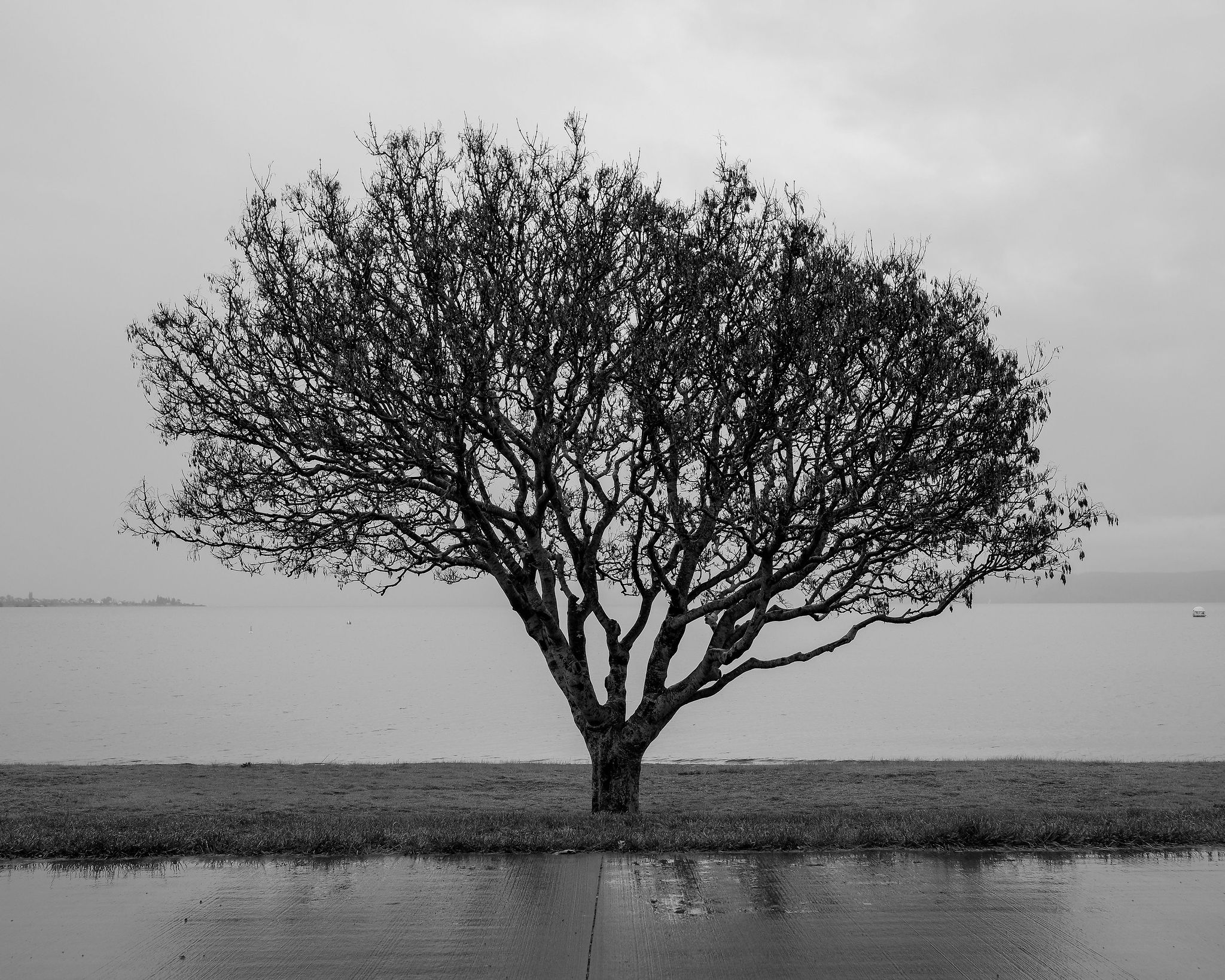 The Collective Force - Joshua Harvey