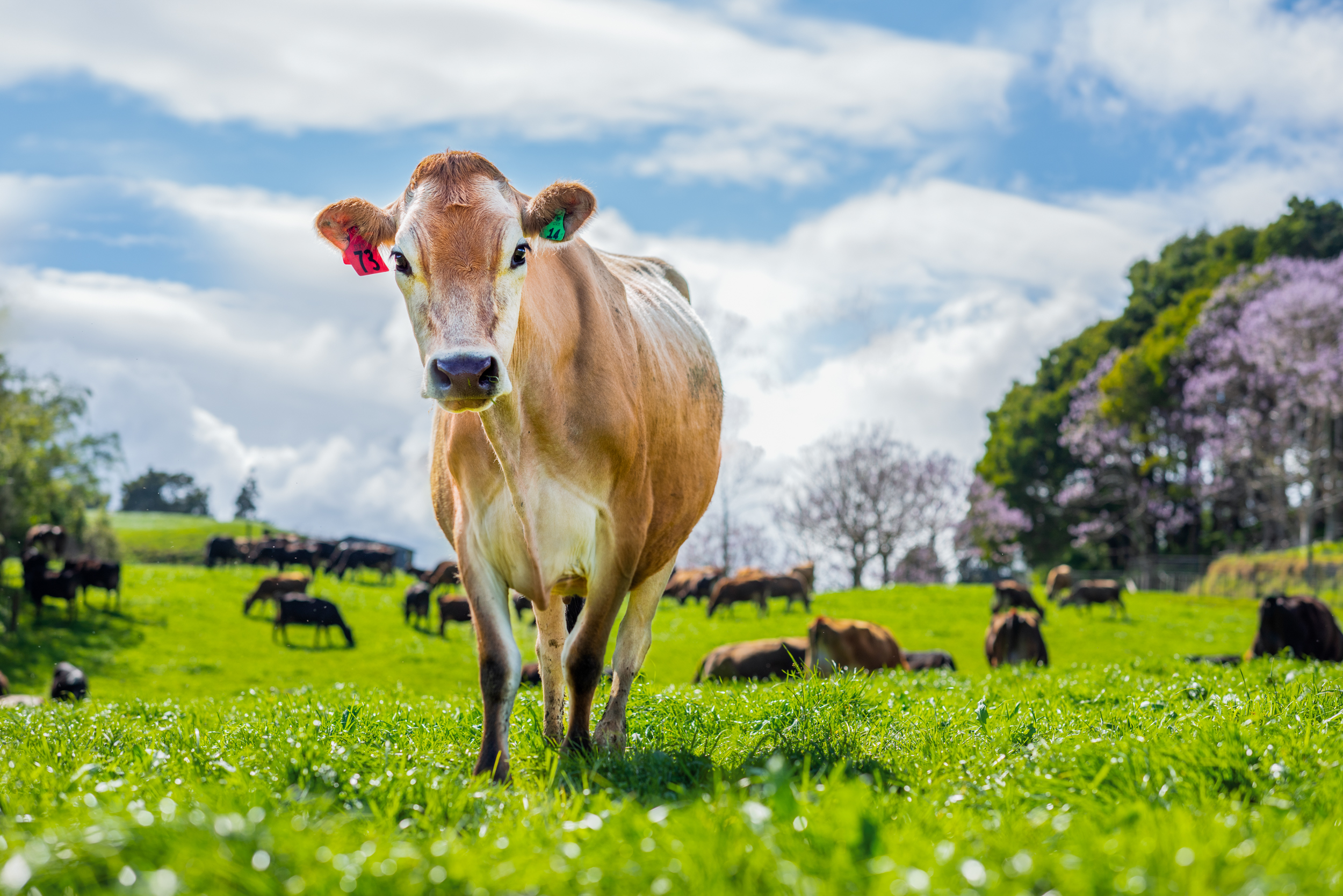 The Collective Force - Dairy New Zealand