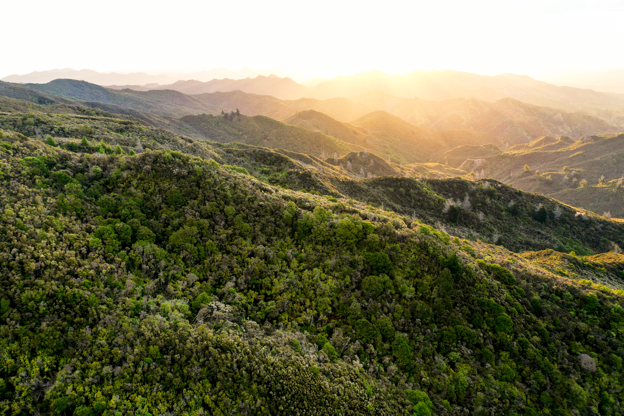 The Collective Force - Melissa Nickerson