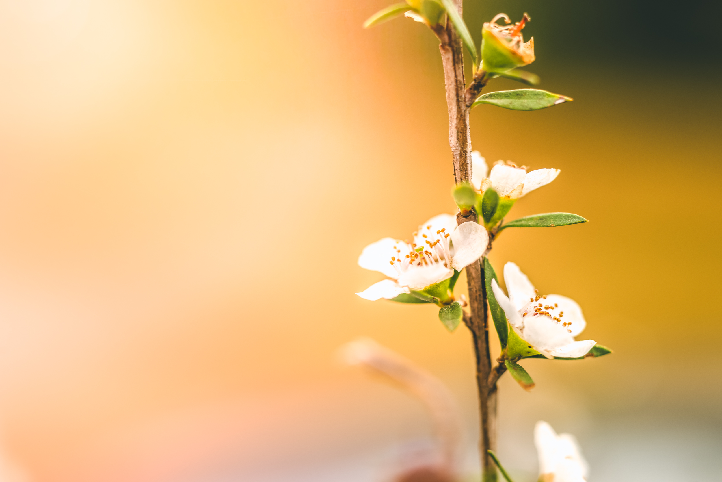 The Collective Force - Melissa Nickerson