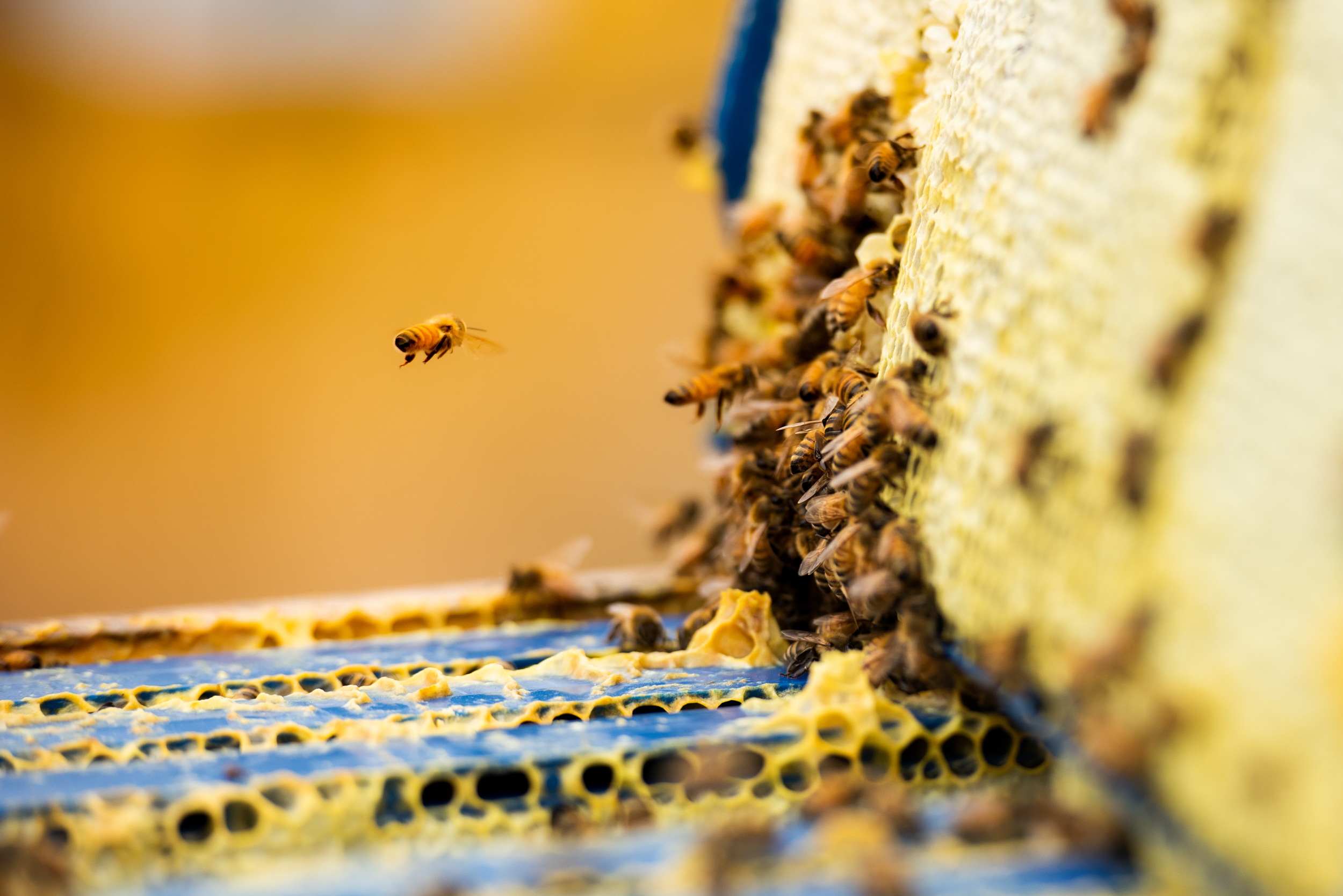 The Collective Force - Mānuka Health