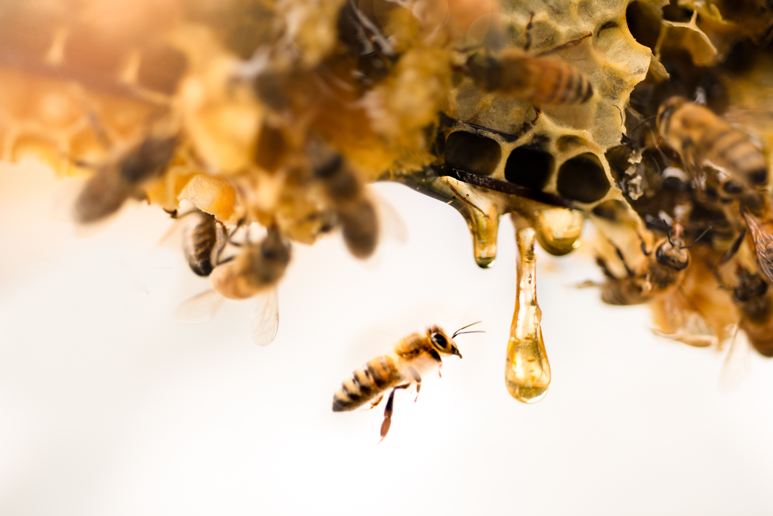 The Collective Force - Mānuka Health