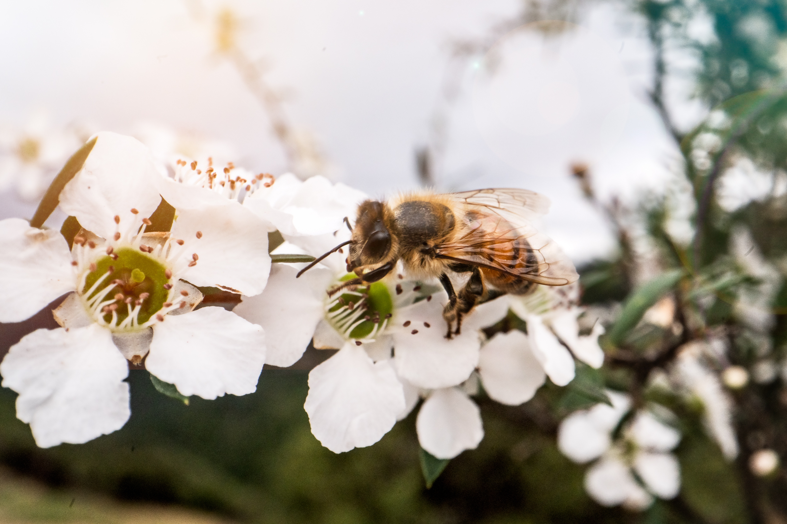 The Collective Force - Mānuka Health