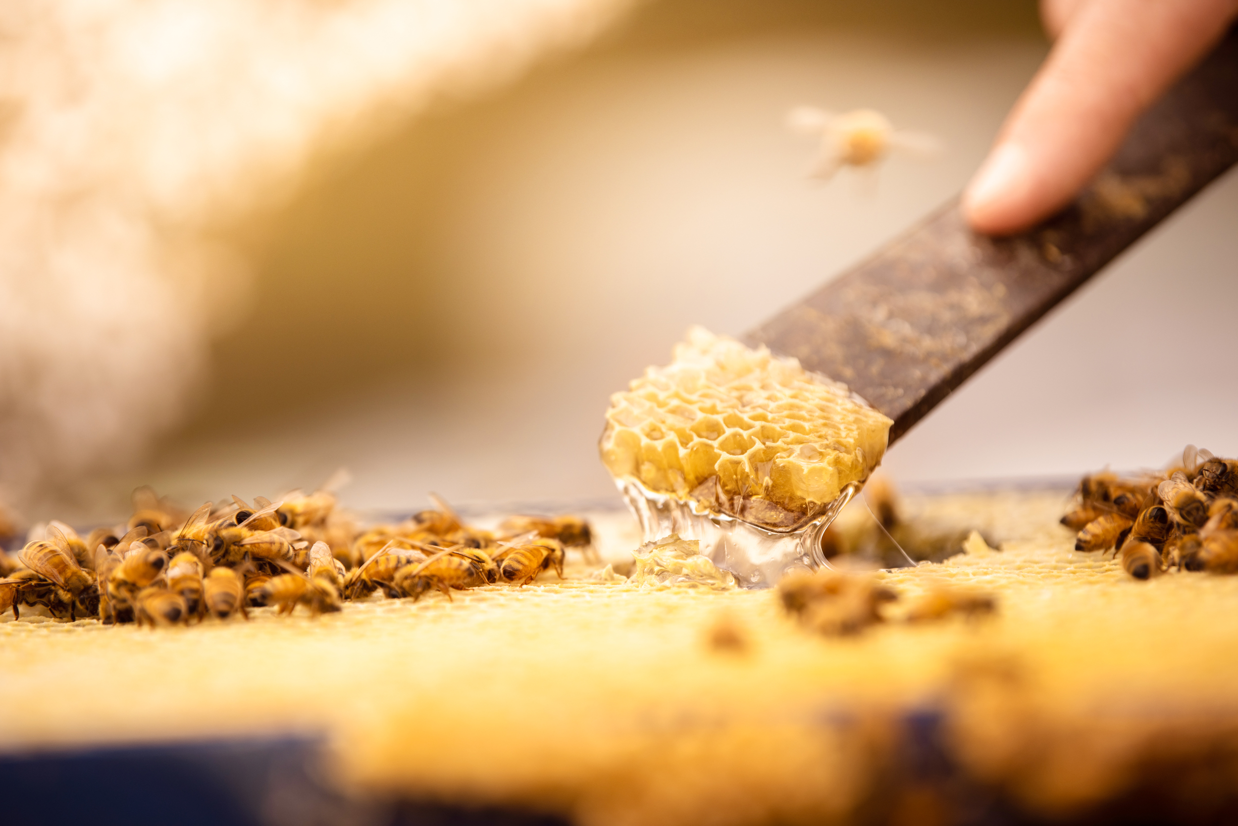 The Collective Force - Melissa Nickerson