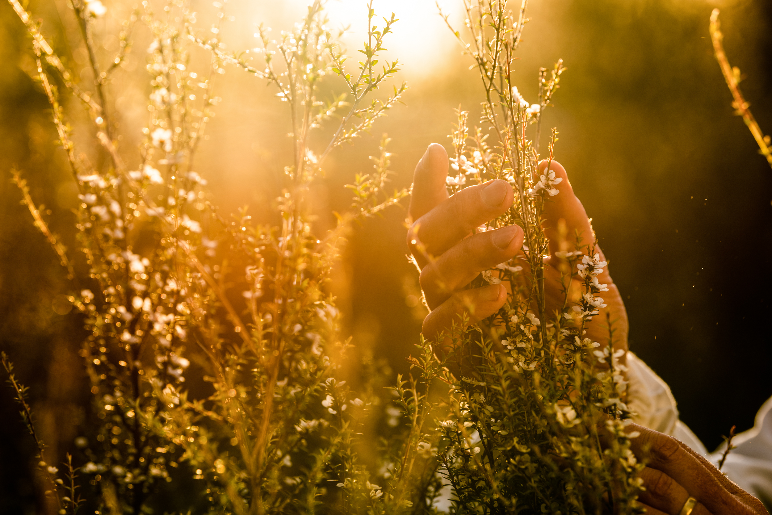 The Collective Force - Mānuka Health