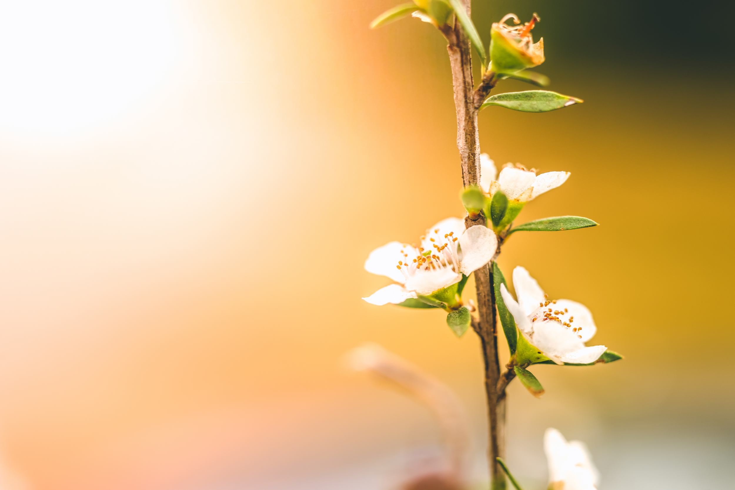 The Collective Force - Mānuka Health