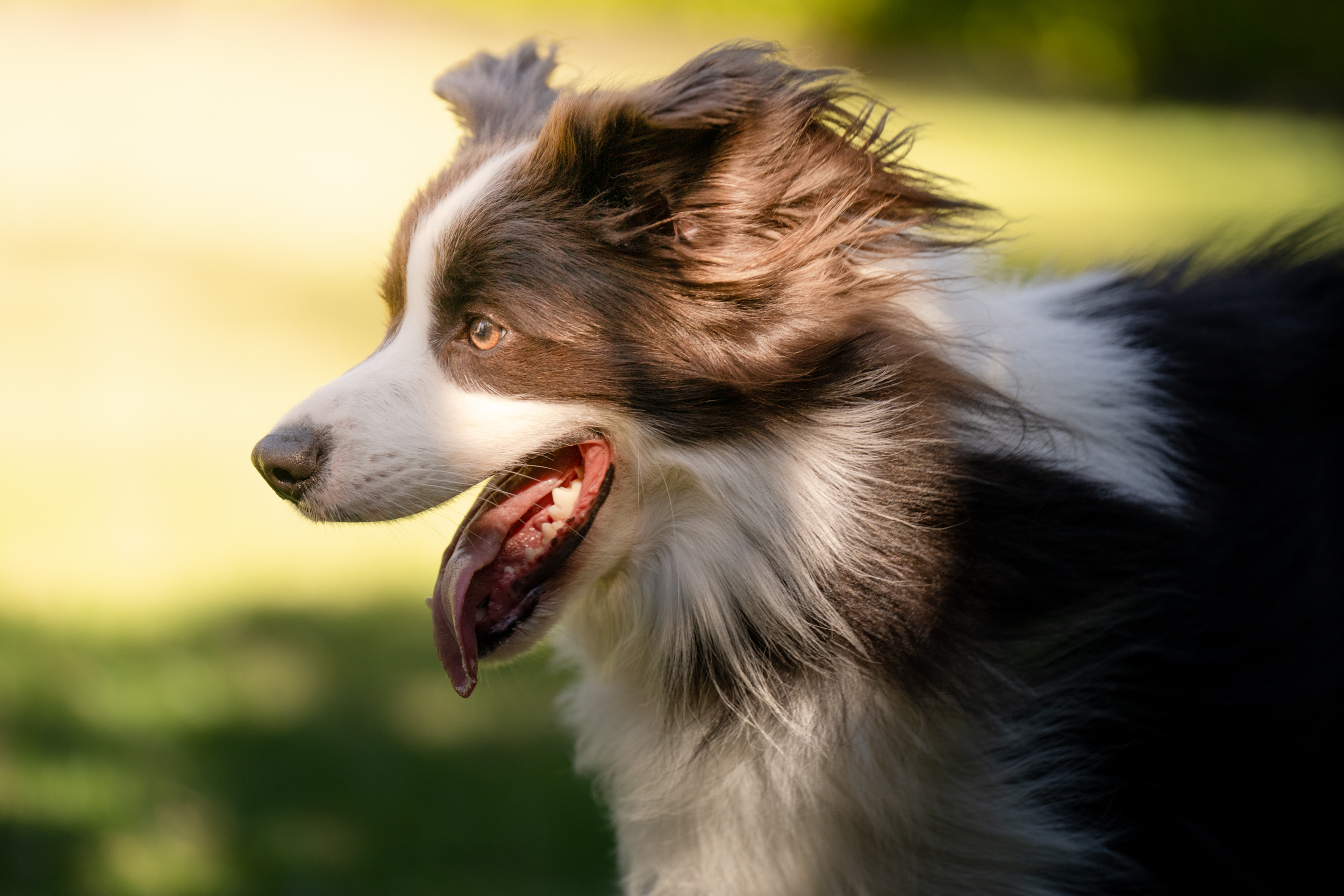 The Collective Force - Overview