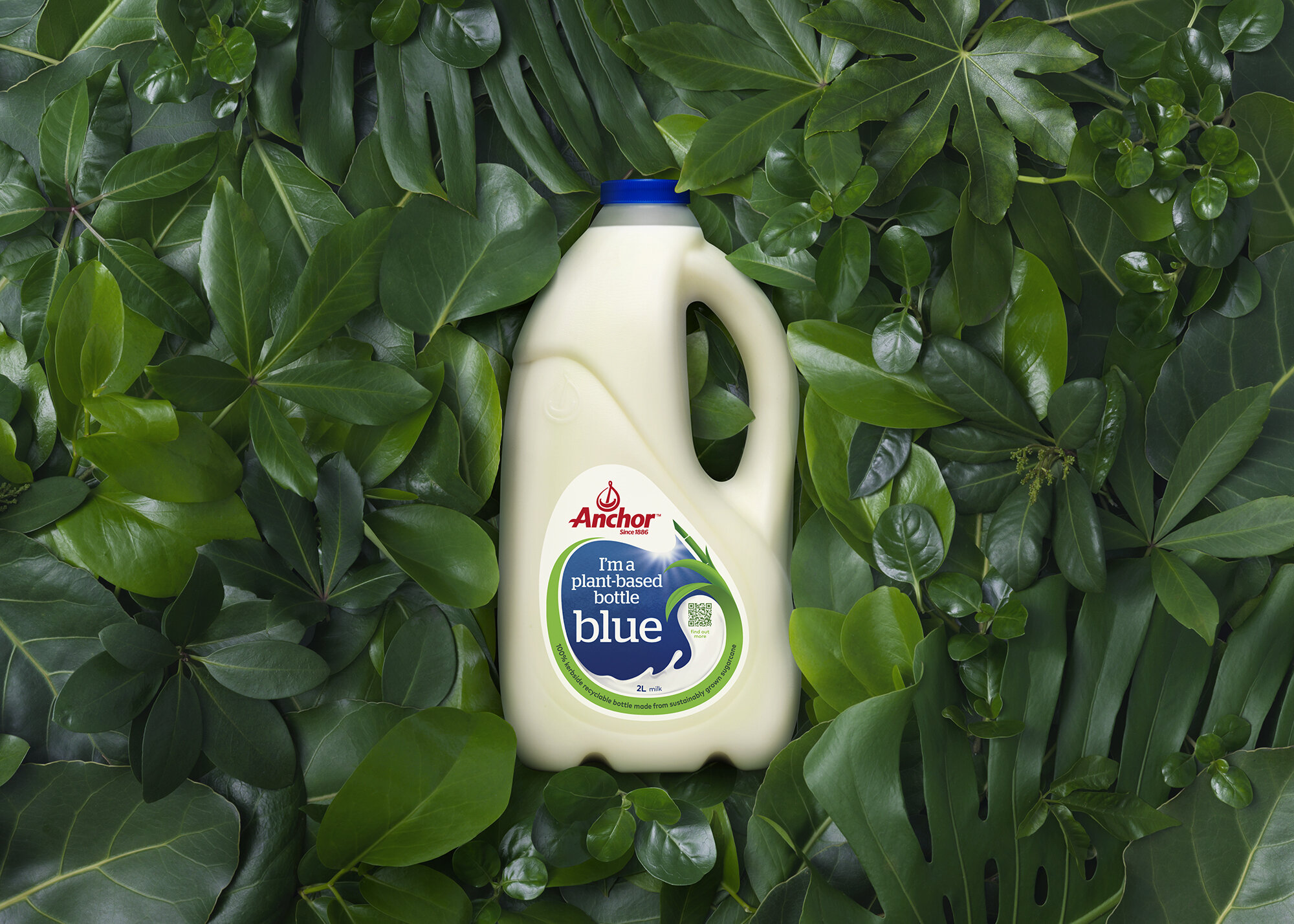 The Collective Force - Toaki Okano