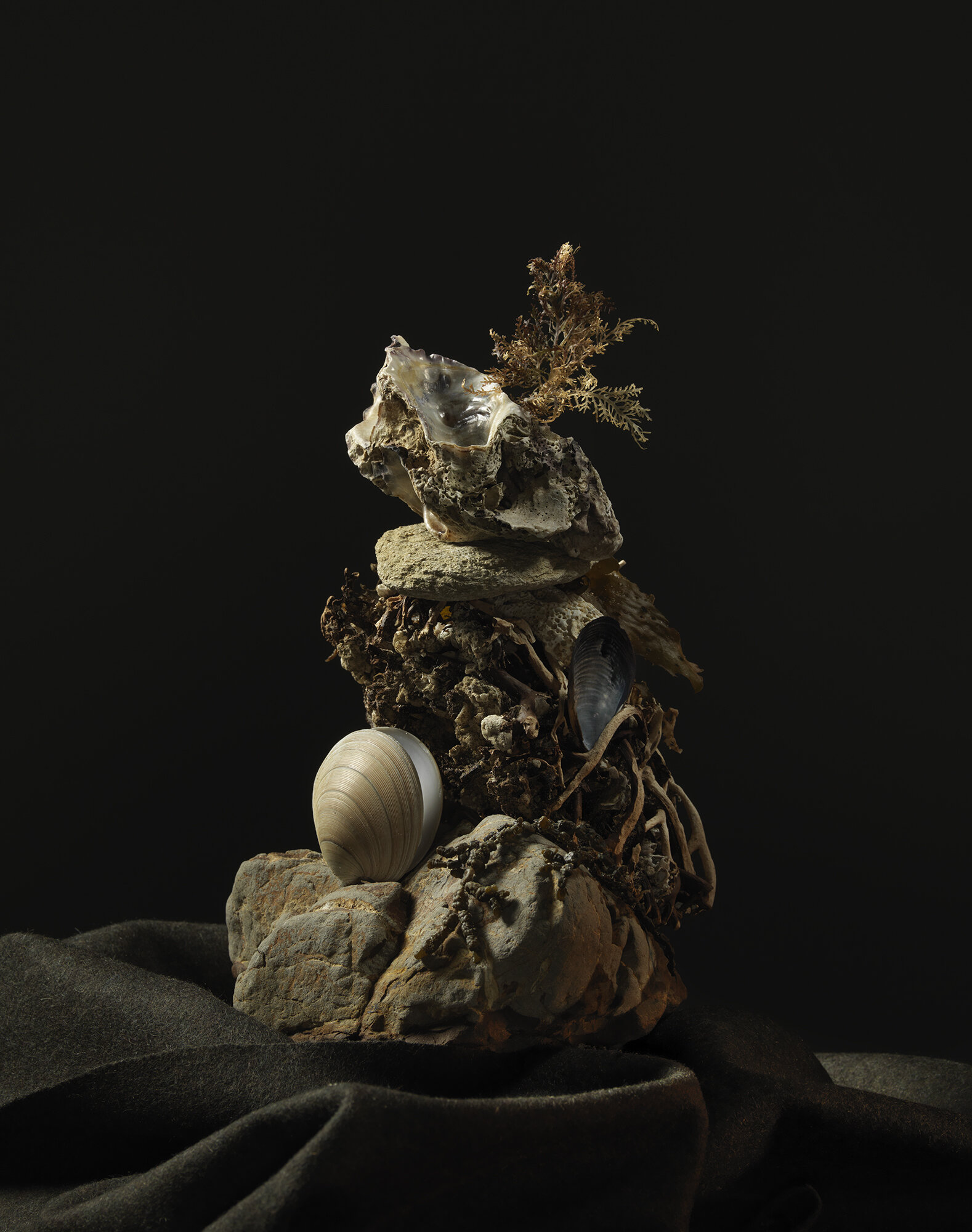 The Collective Force - Toaki Okano